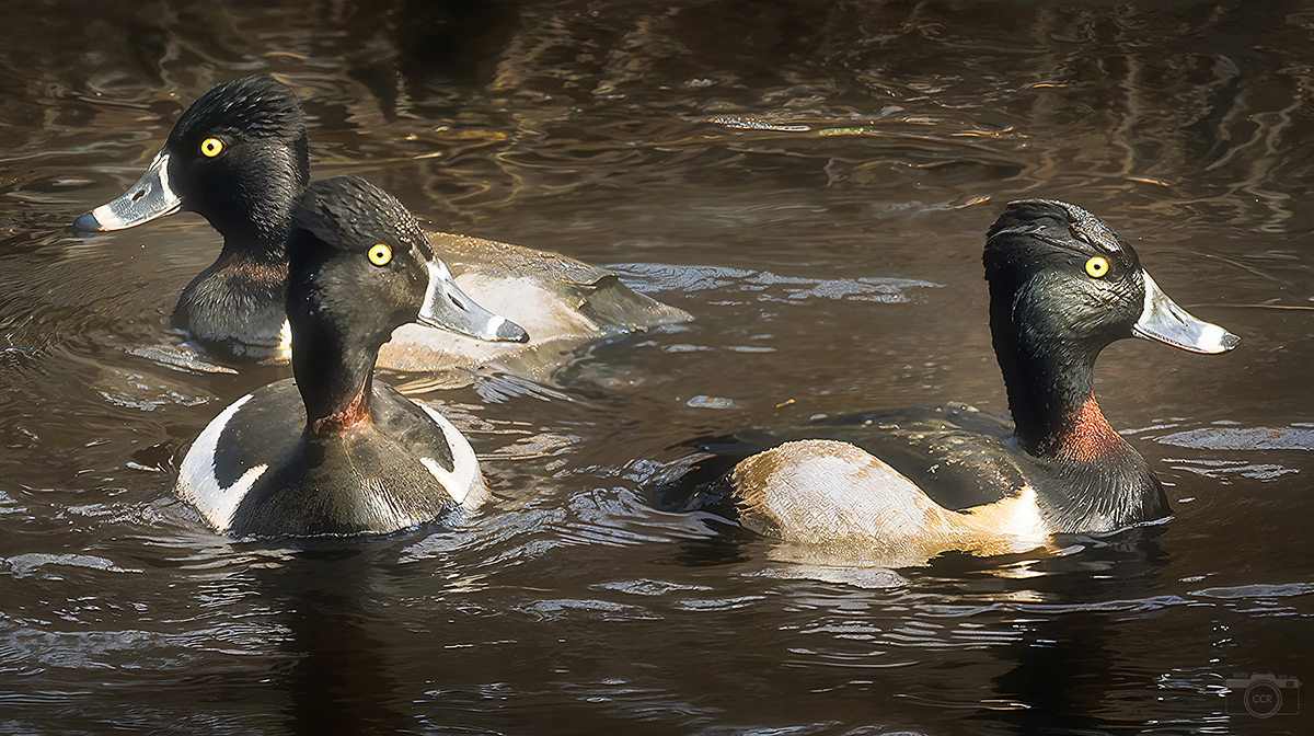 Ring-Necked Ducks on the Wankinco River - Wareham, MA