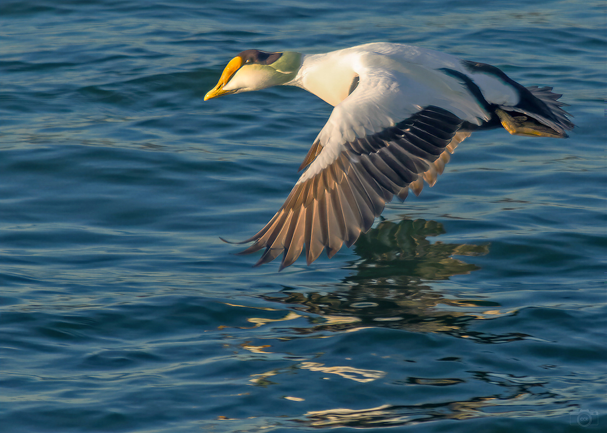 Male Common Eider in flight off the Cape Cod Canal