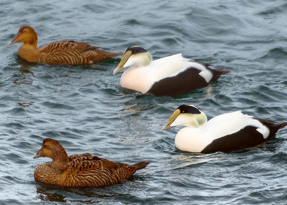 Female and male Common Eiders on the Cape Cod Canal