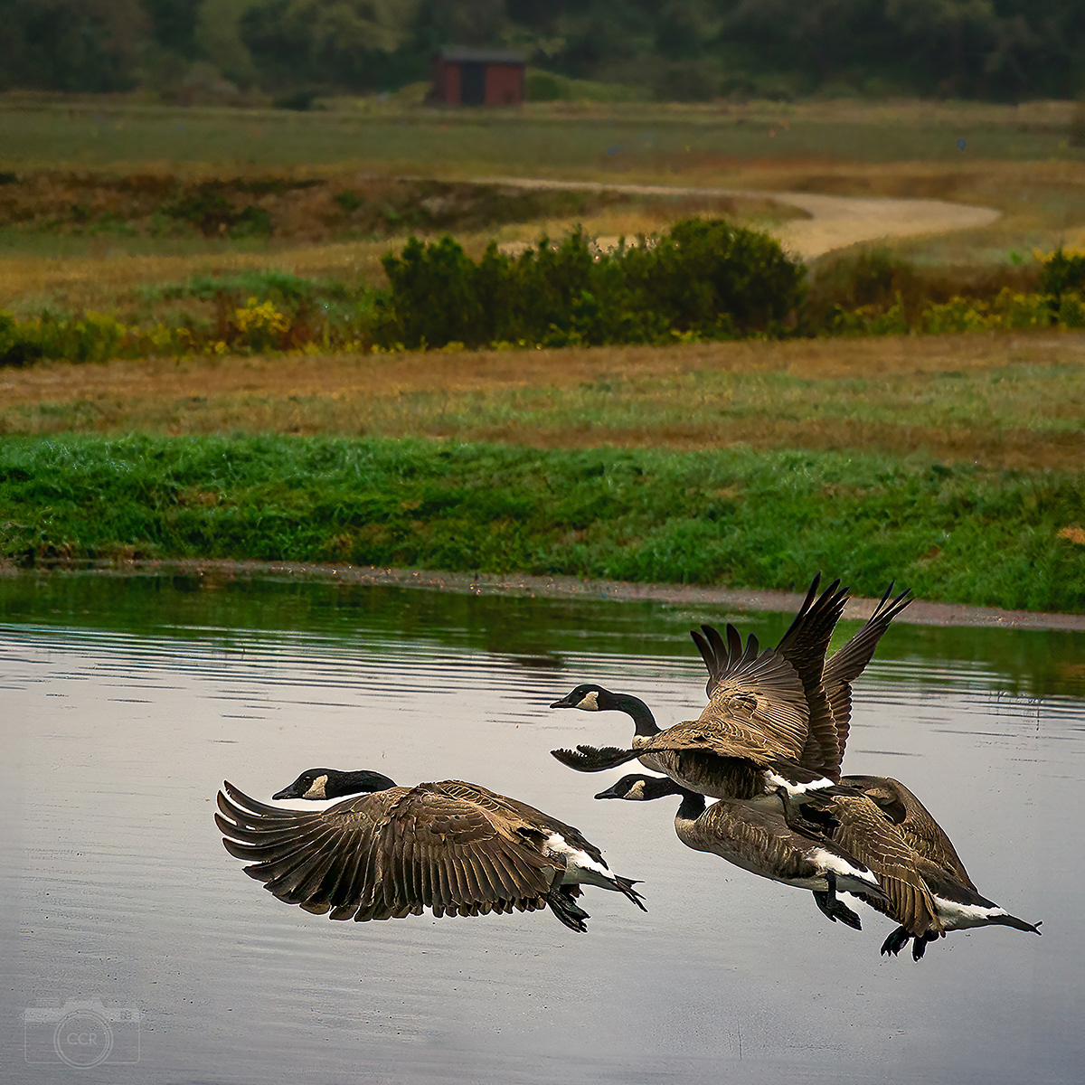 Canadian Geese over the Barker Bogs in Redbrook, Plymouth
