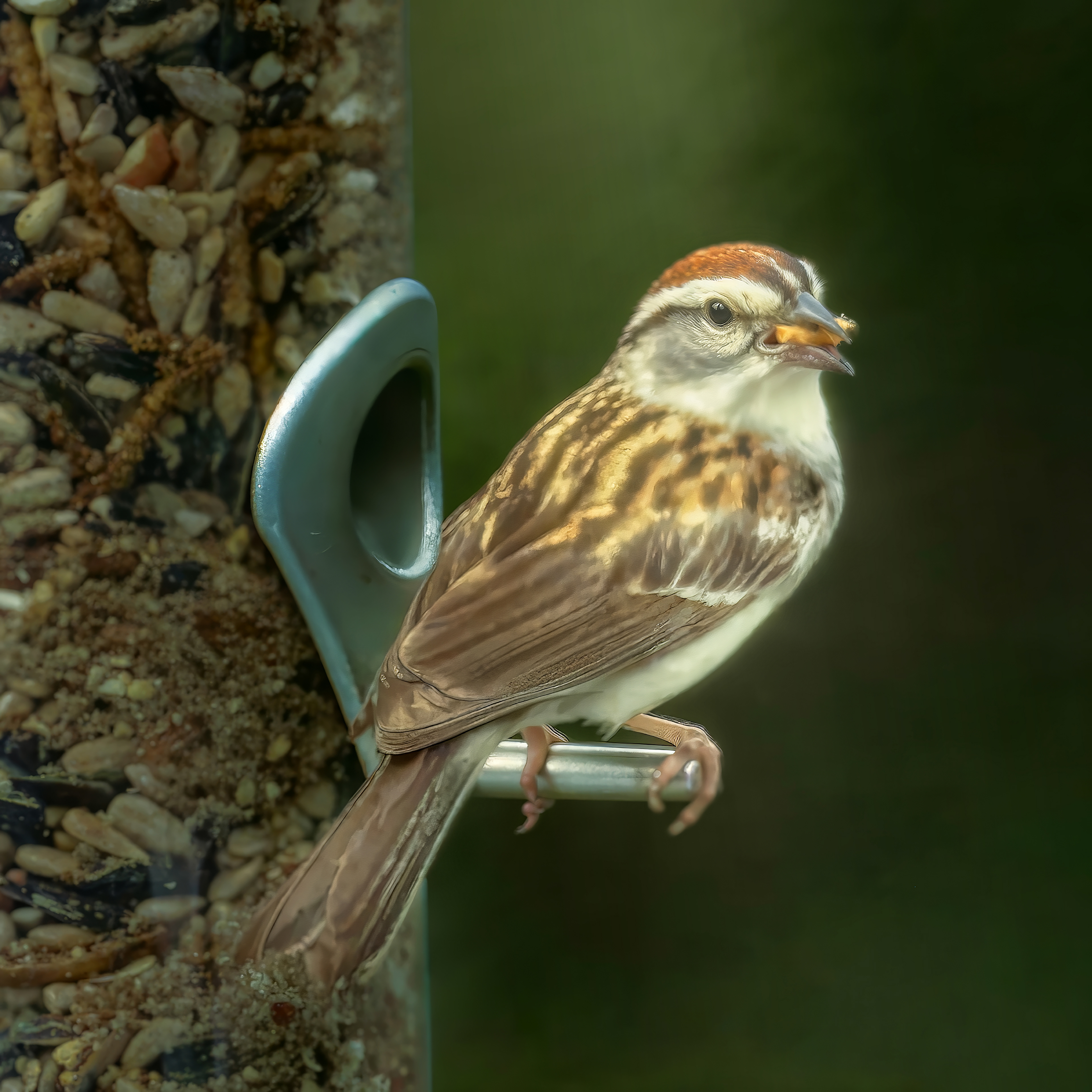 Chipping Sparrow - Plymouth, Massachusetts