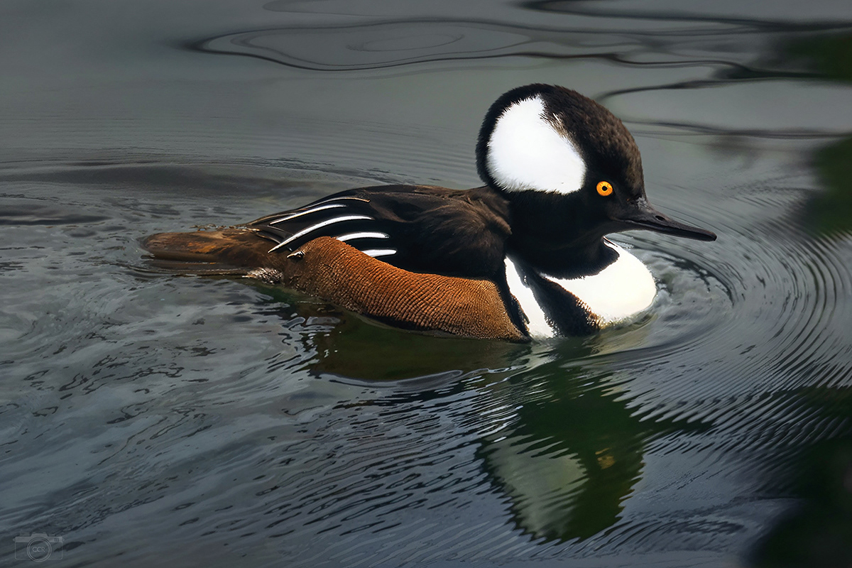 Hooded Merganser - Male on the Wareham River, the Narrows Crossing, Wareham, Massachusetts