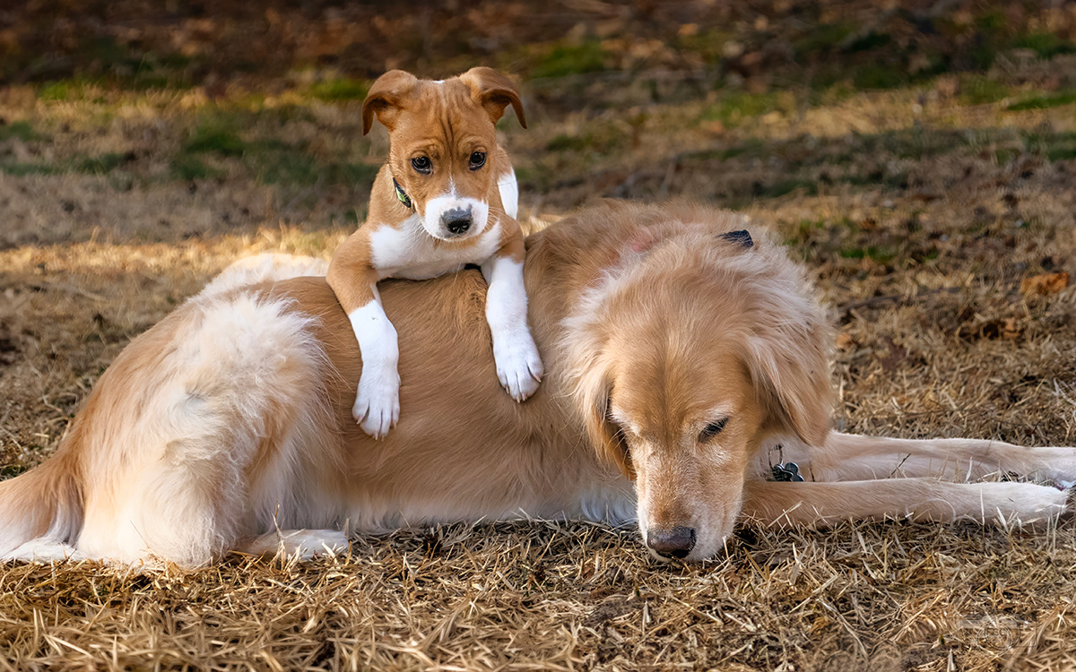 Sadie and Lucy - pooped out from playing