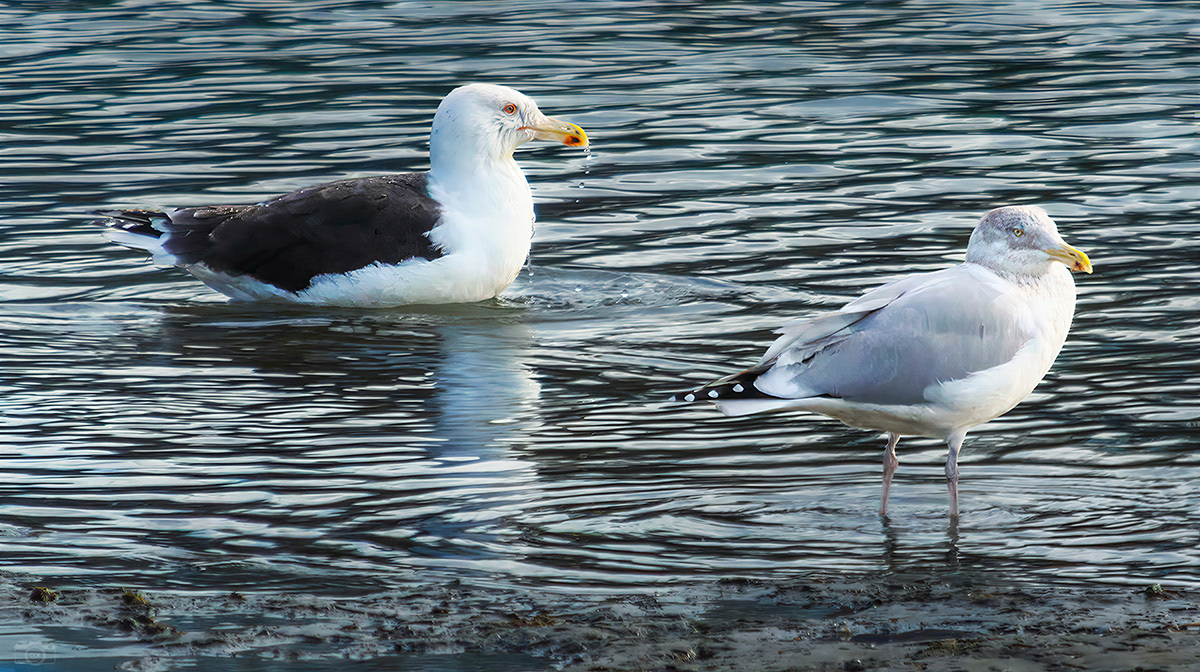 Great Black-backed Gull along with Herring Gull on the Cape Cod Canal - Bourne, MA