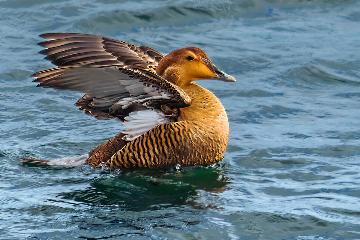 Female Common Eider airing it out on the Cape Cod Canal