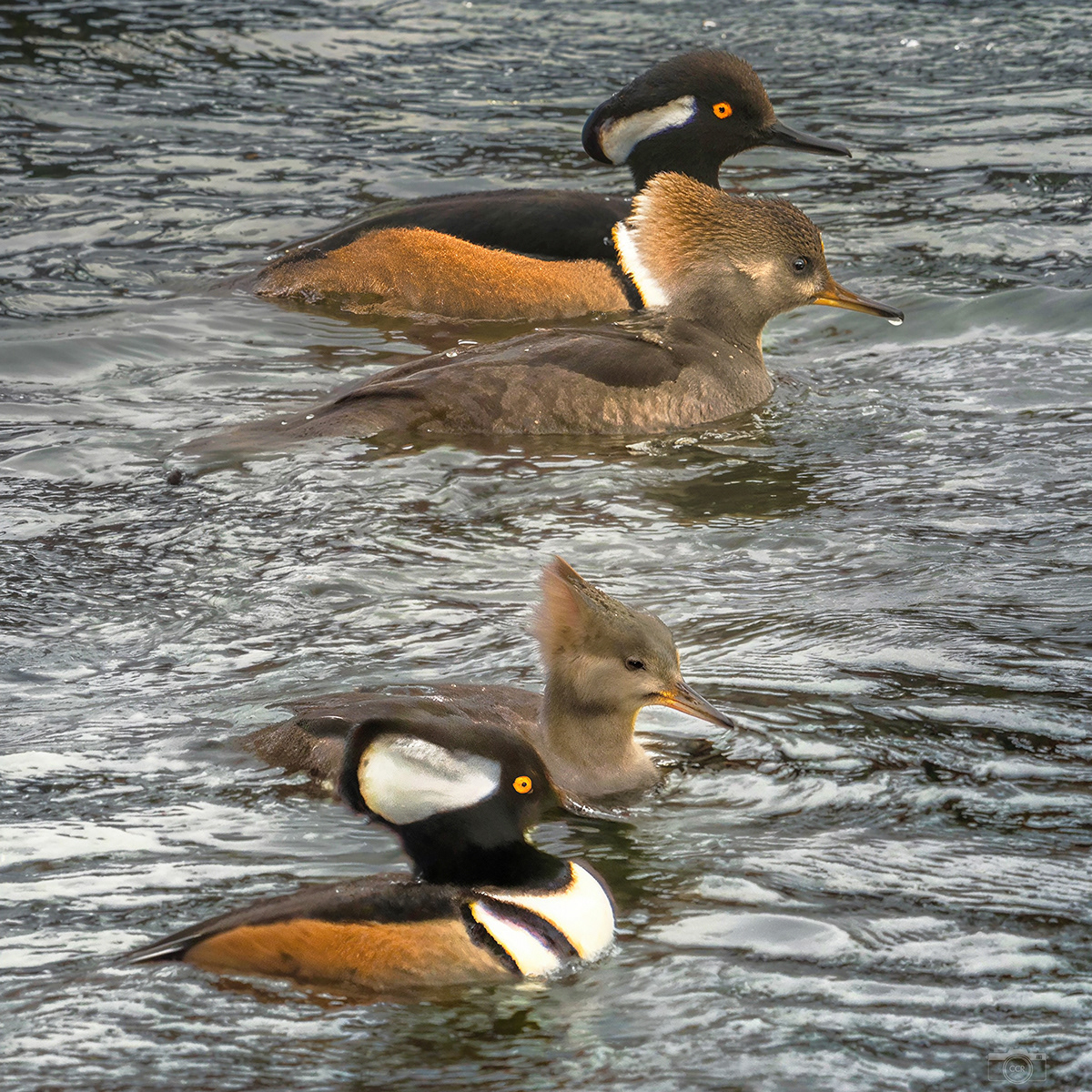 Hooded Mergansers on the Wareham River