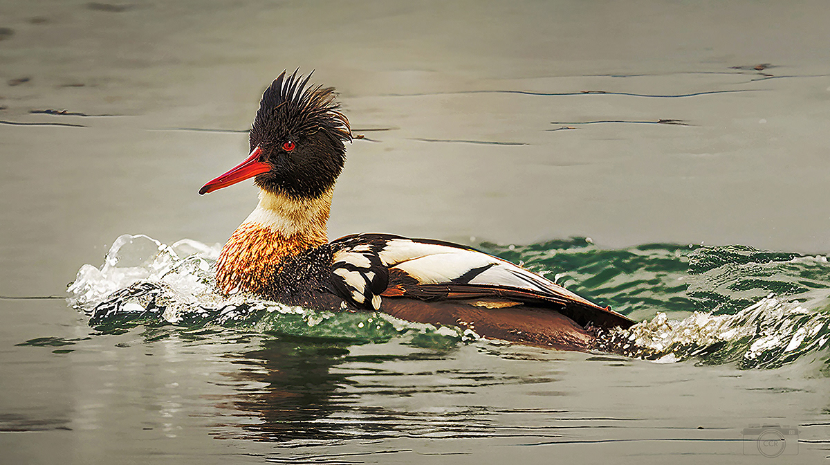 Red-Breasted Merganser - On the Cape Cod Canal