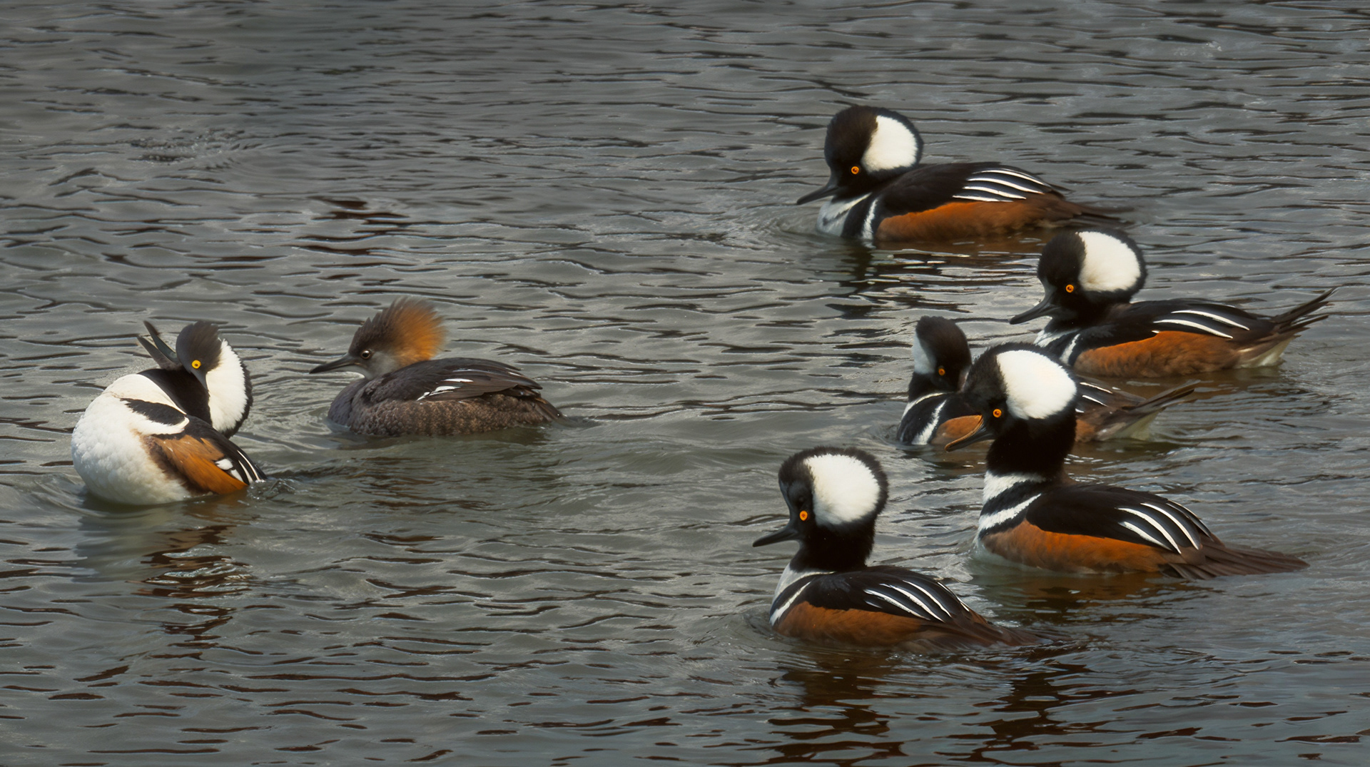 Hooded Merganser - Males chasing females on the Wareham River, the Narrows Crossing, Wareham, Massachusetts