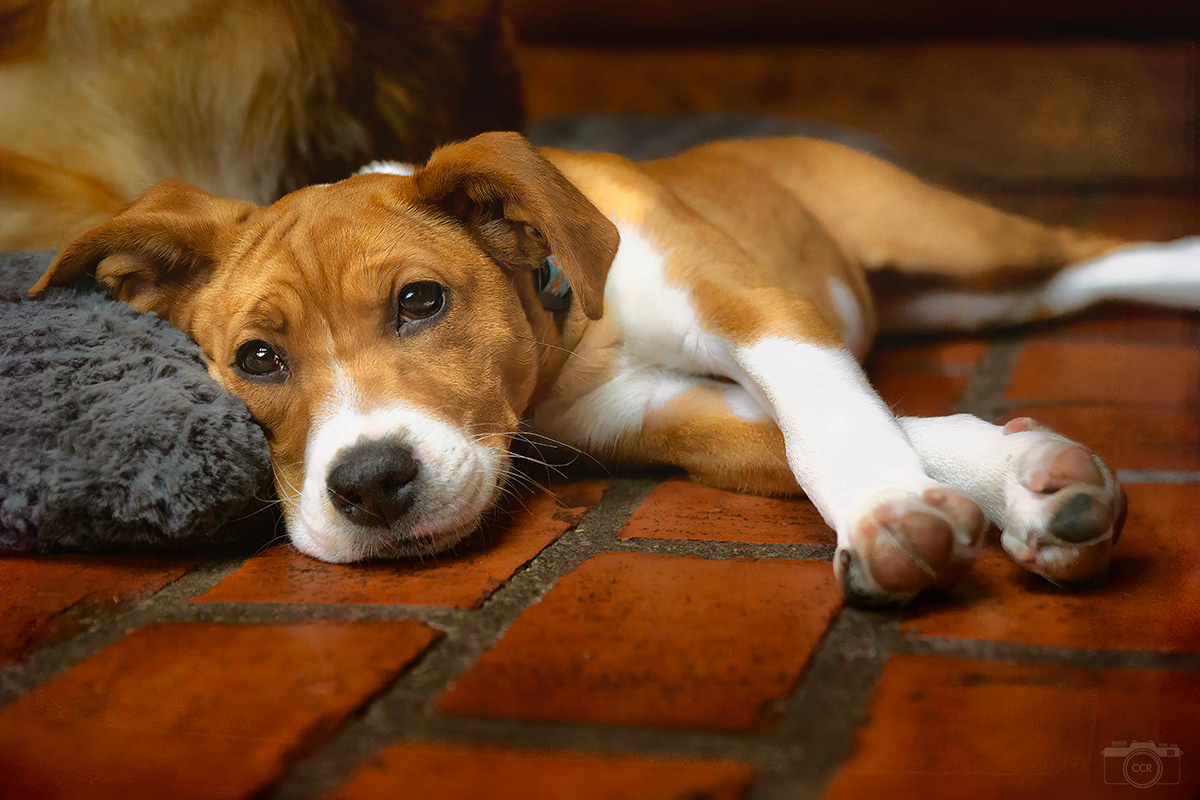 Is it Monday? Ms. Sadie - Essex, Connecticut