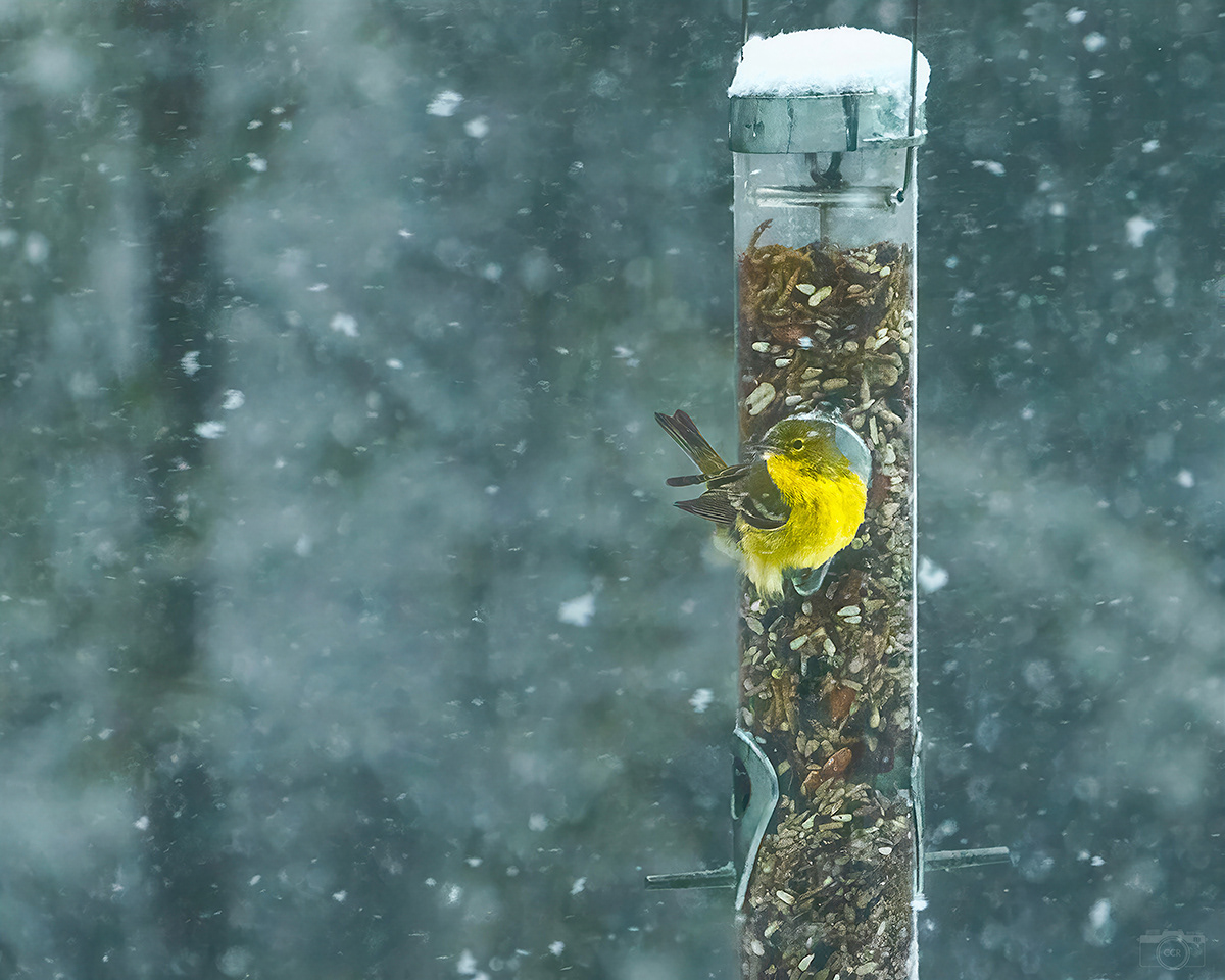 Pine Warbler - New Year's Day - Plymouth, MA