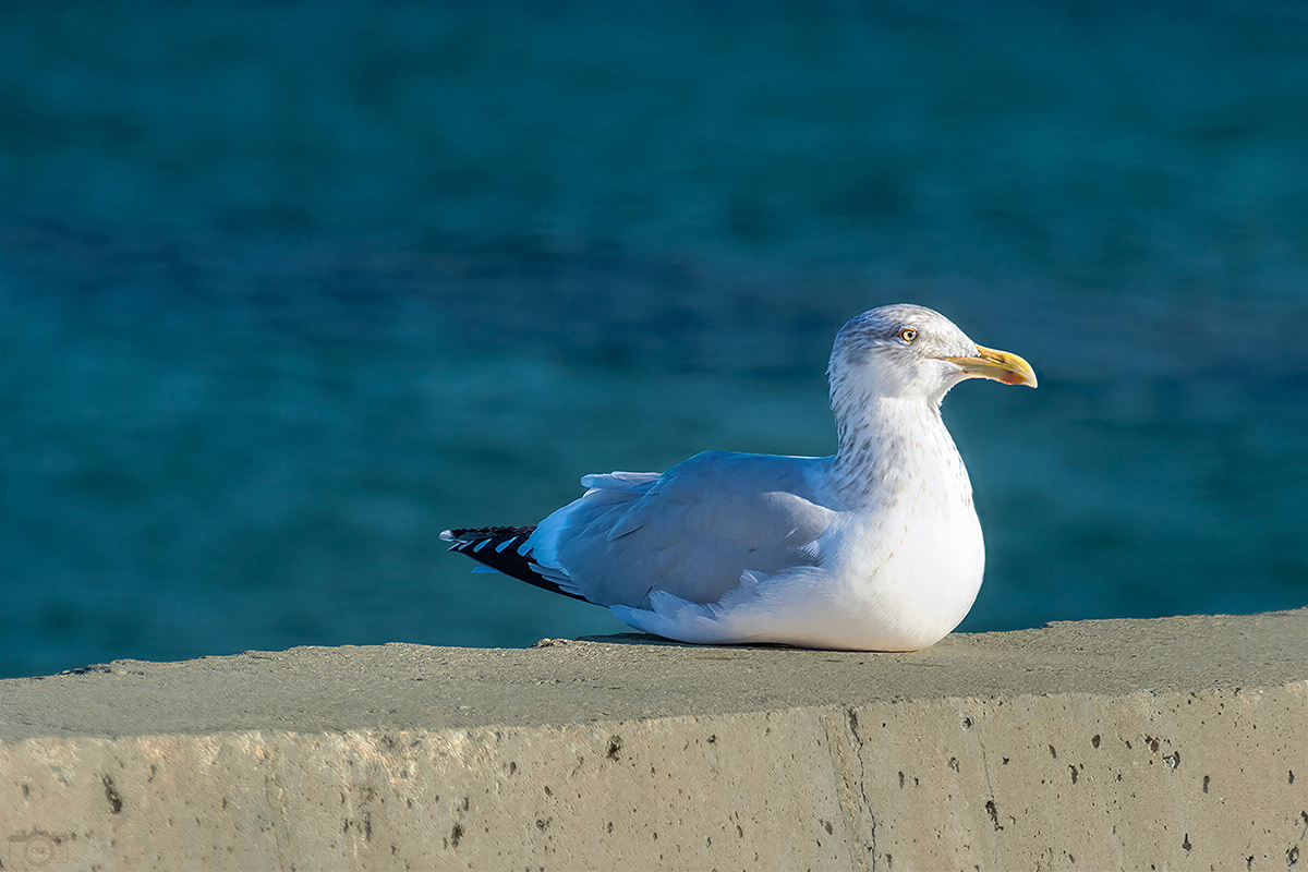 Herring Gull chilling Plymouth Long Beach - Plymouth, MA