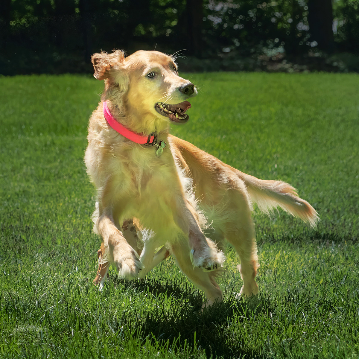 Lucy at play in Essex