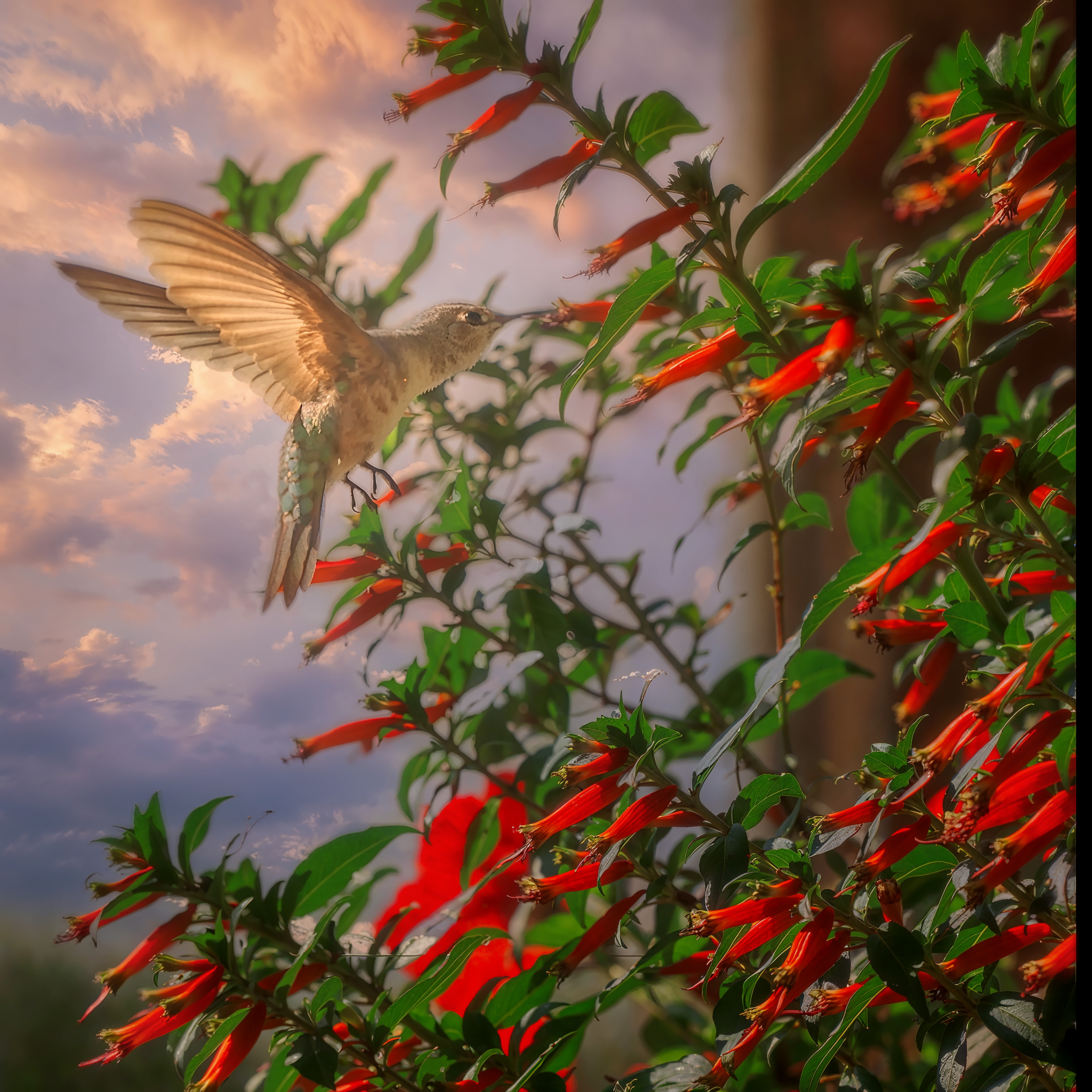 Late afternoon Hummingbird in Castle Pines, Colorado