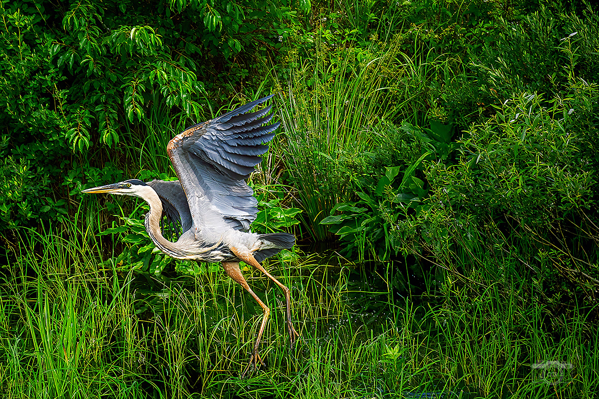 Great Blue Heron on the Agawam River