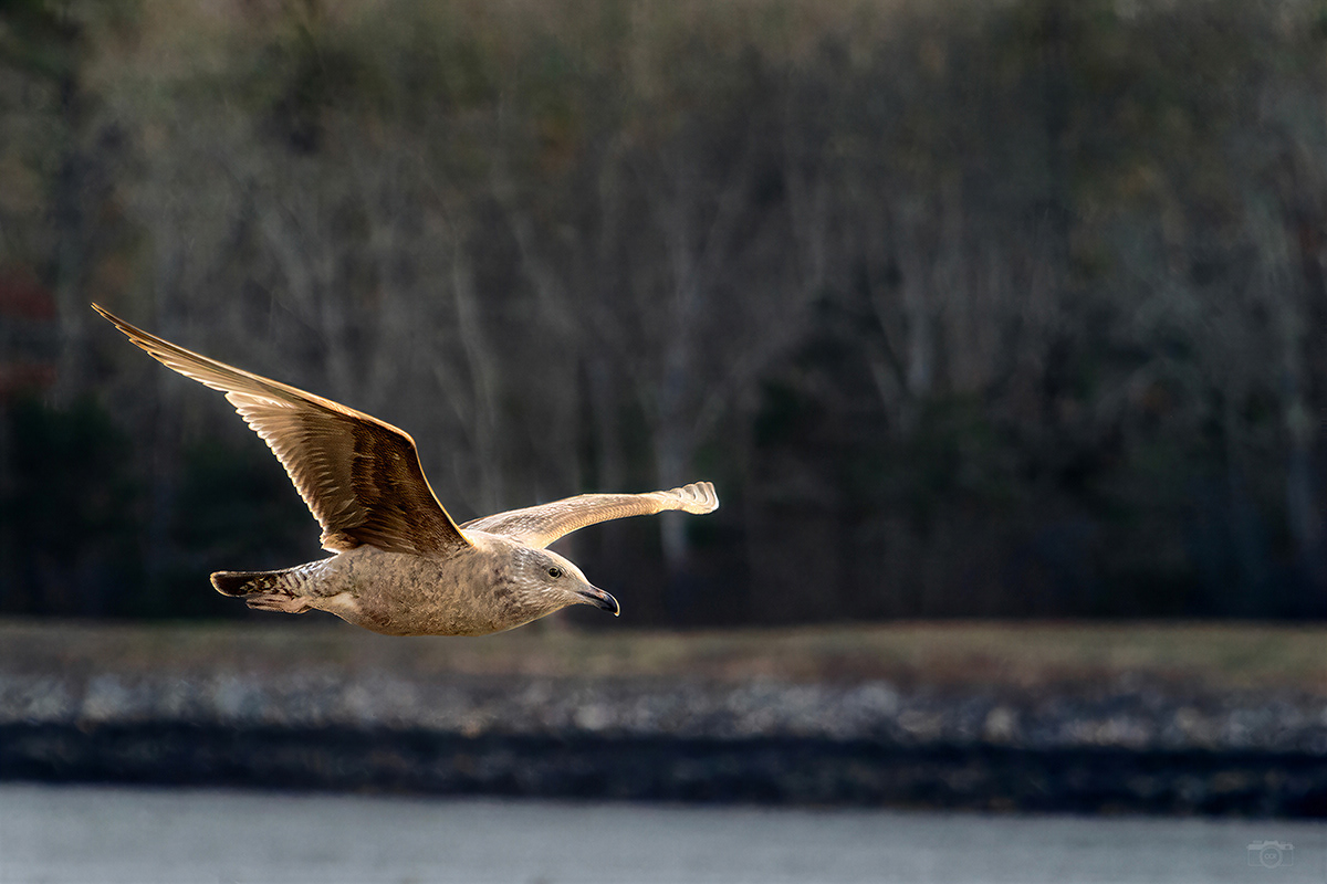 A young American Herring Gull - Cape Cod Canal - Buzzards Bay, MA