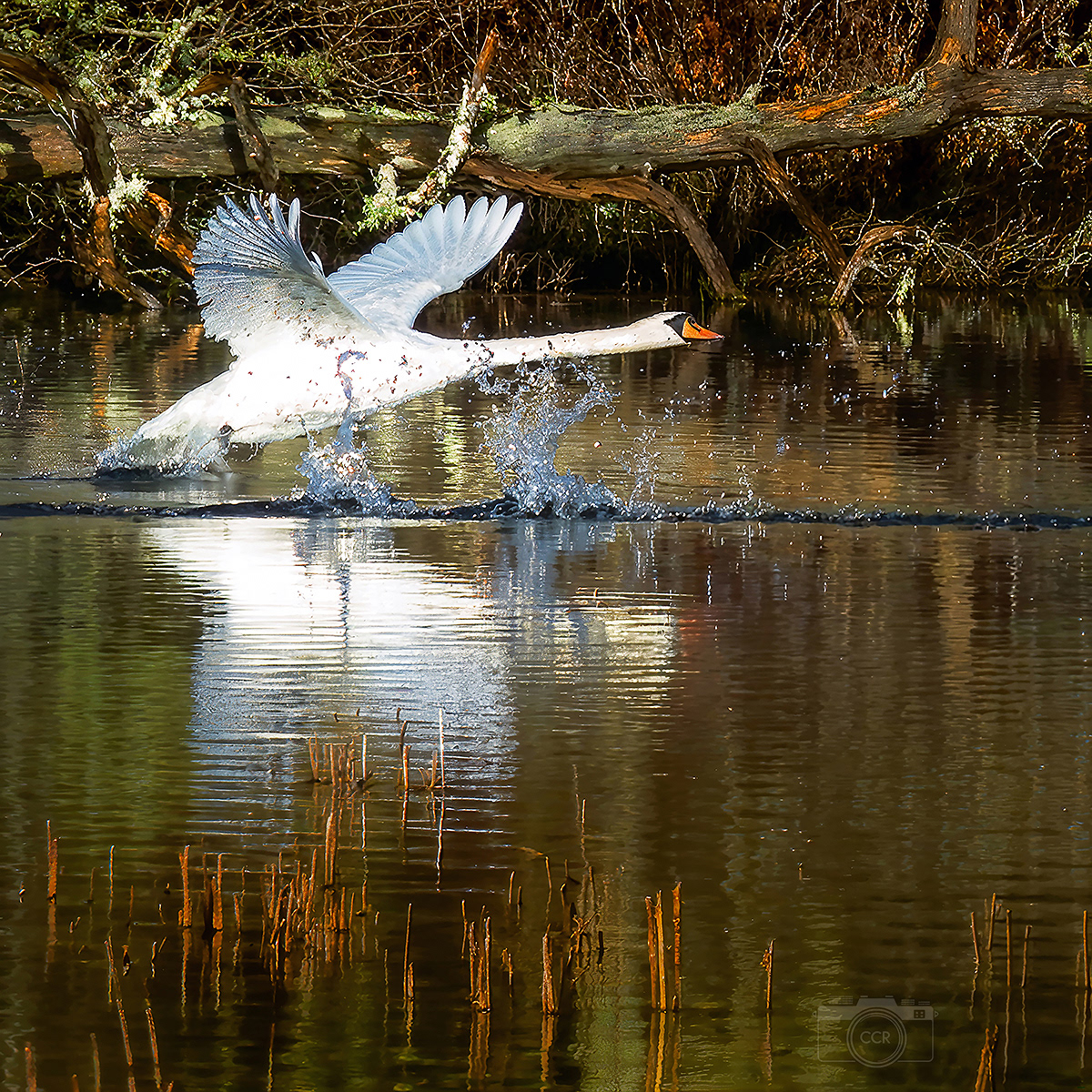 Swan getting airborne off the Barker Bog pond