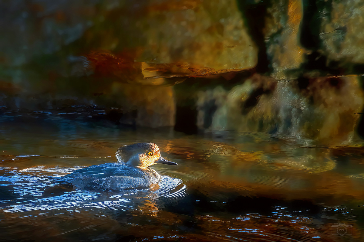 Female Hooded Merganser on the Wankinco River - Wareham, Massachusetts