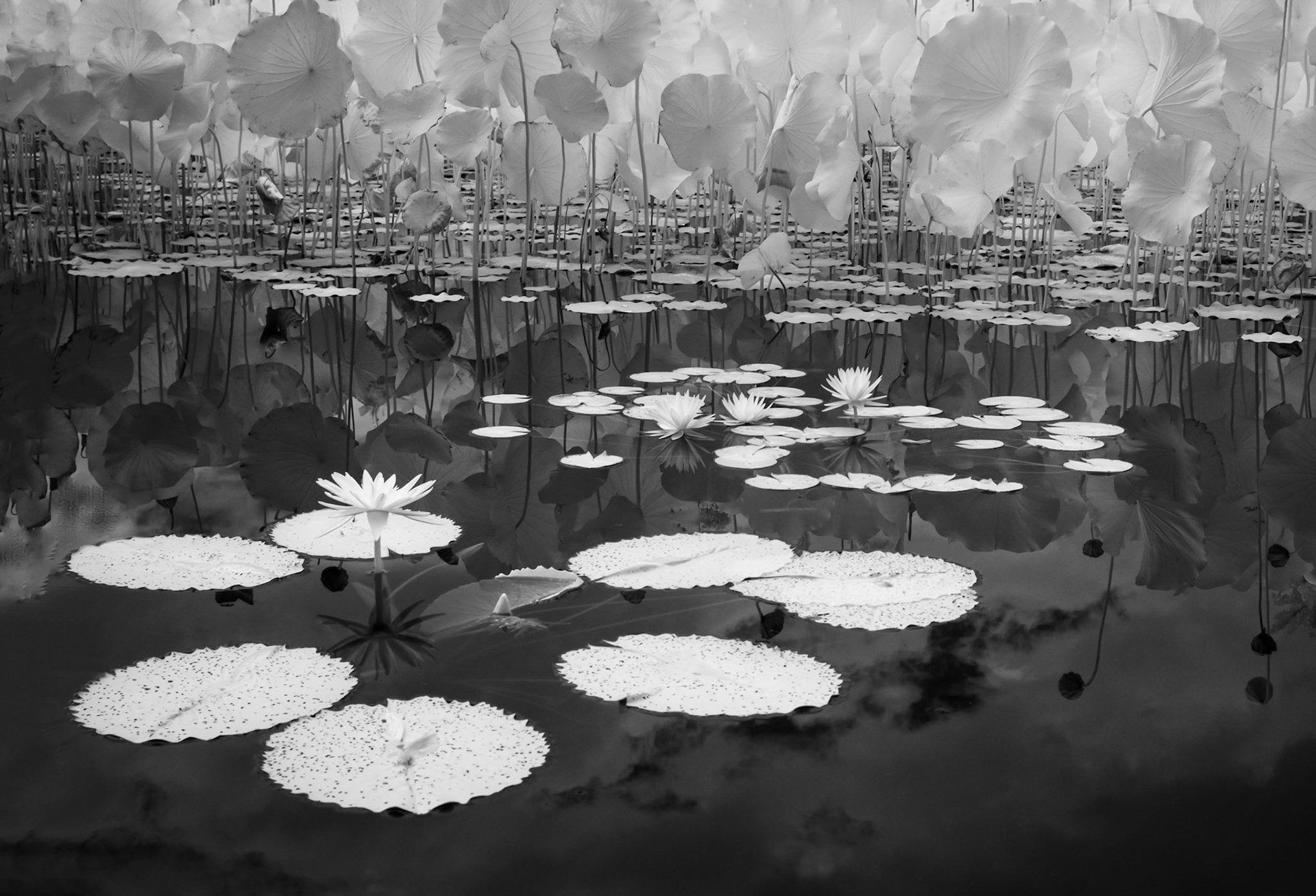 Infrared interpretation of Japanese Gardens at Biltmore Estate, Asheville NC