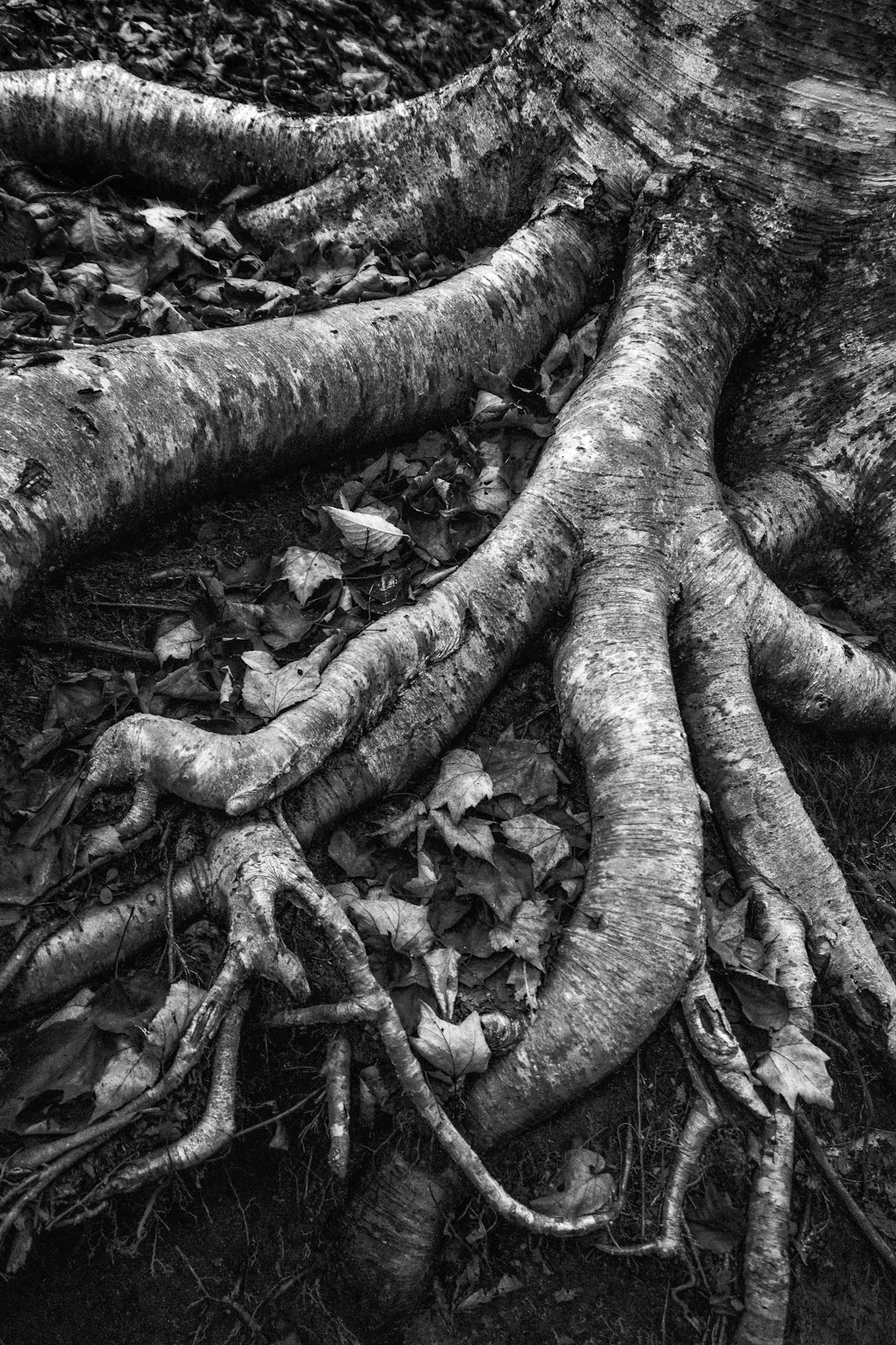 Rooted Near Skinny Dip