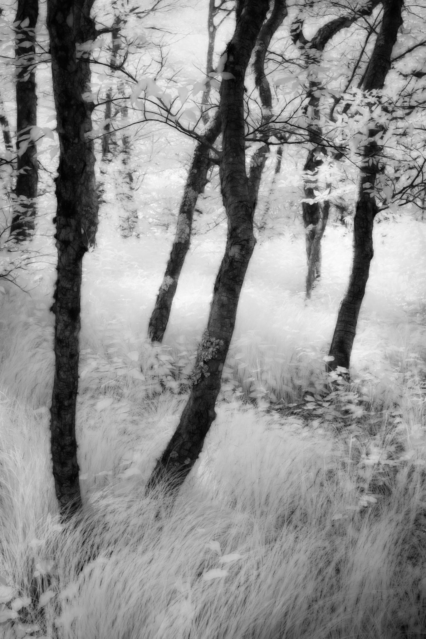 Pixie Forest Infrared 2