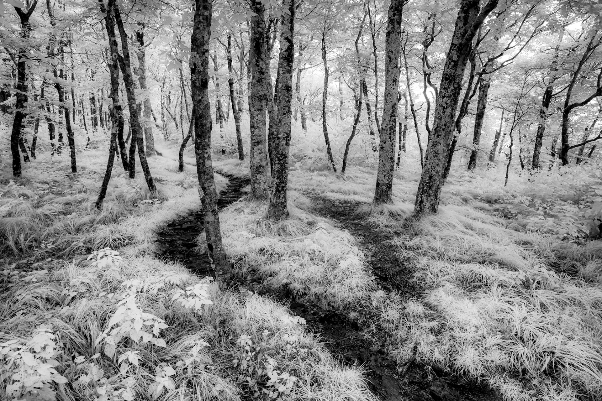 Pixie Forest Infrared 3