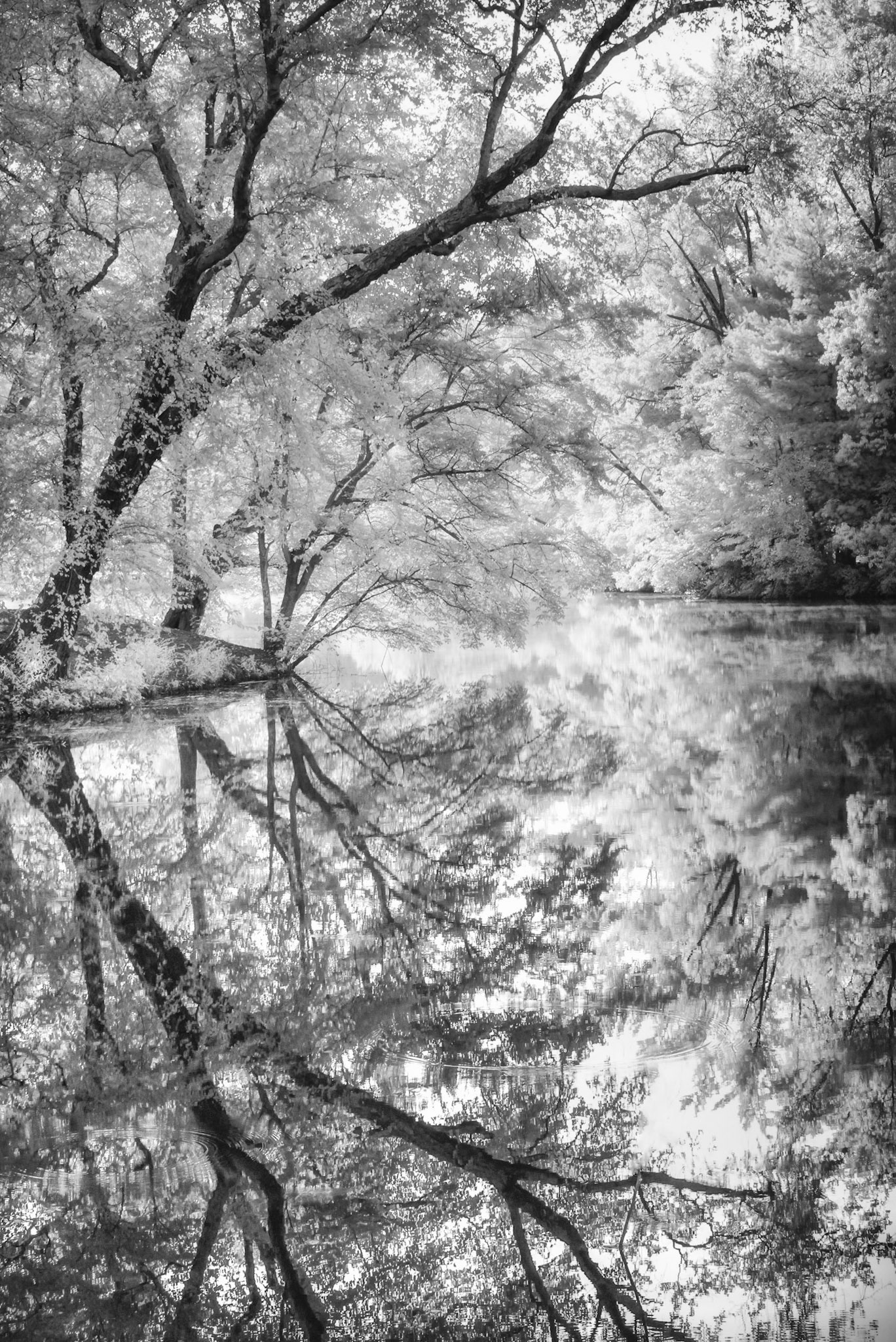 Stillness Reflected
