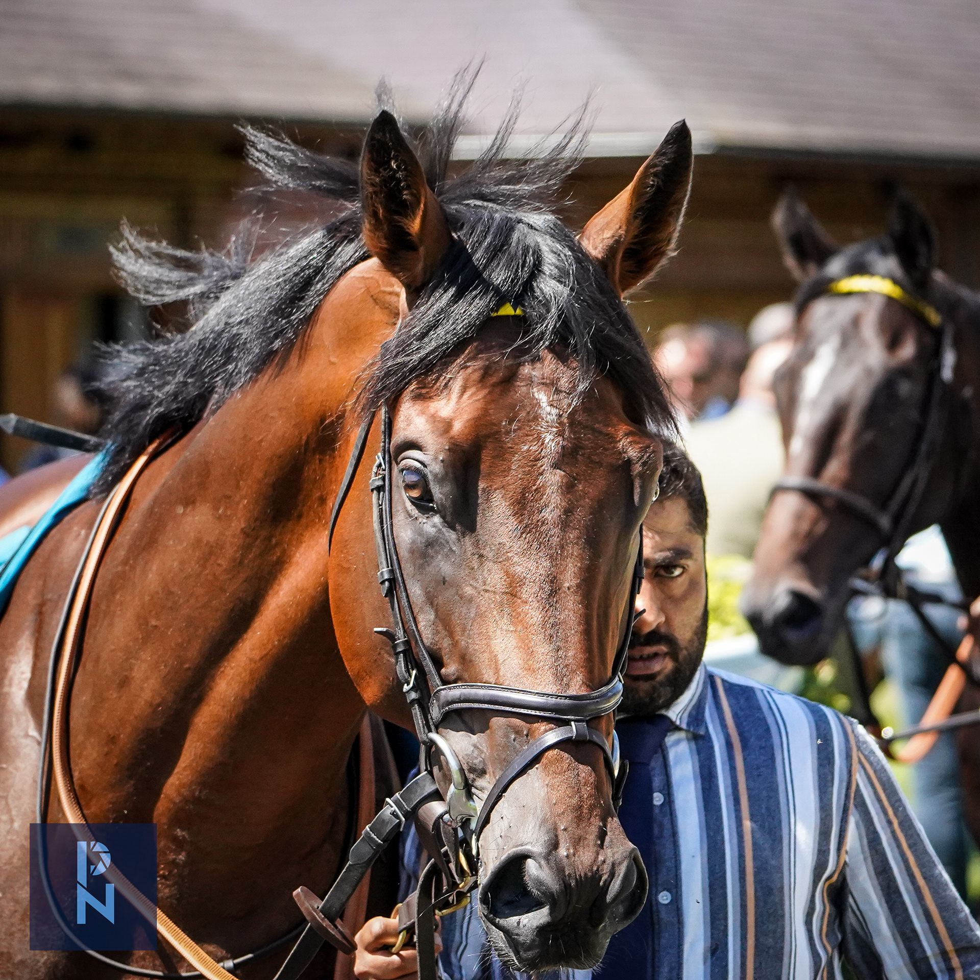 York Races
