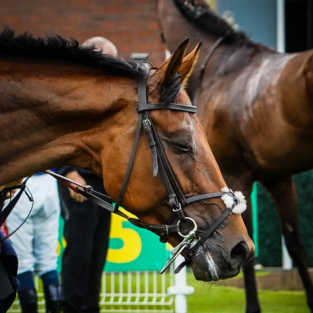 Beverley Races