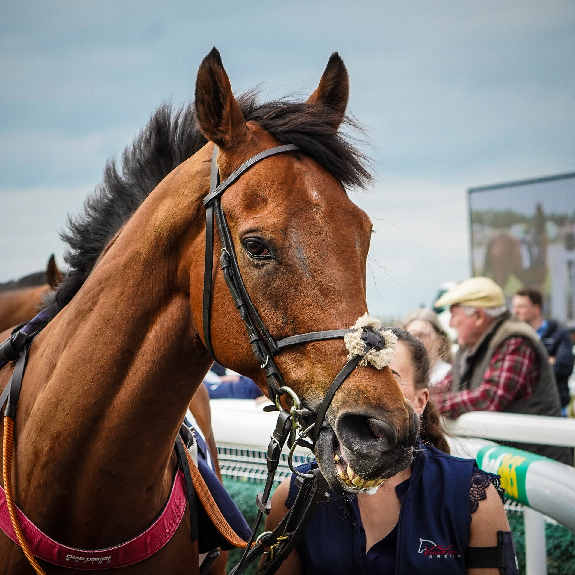 Beverley Races