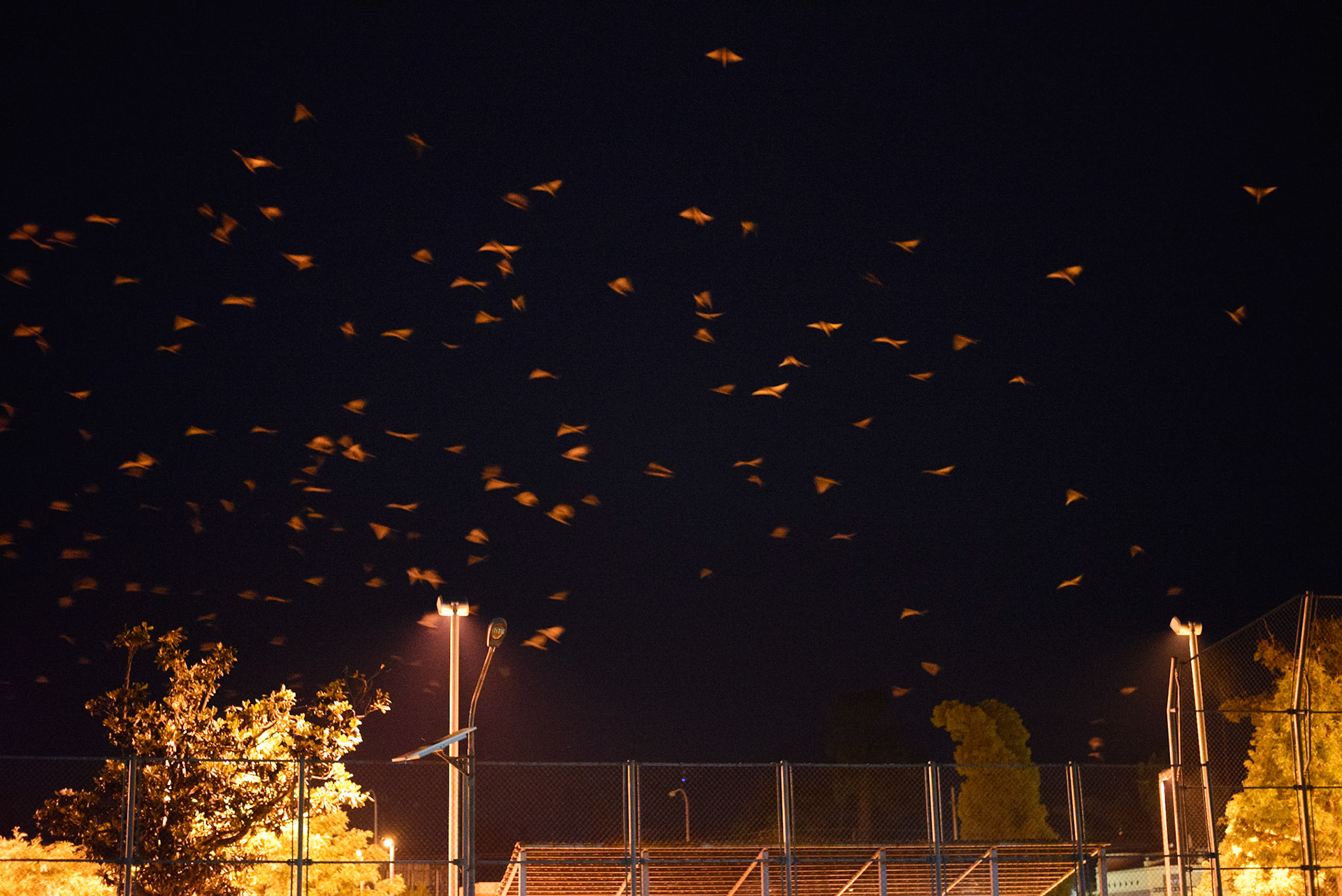 Birds would fly in a craze 30 seconds before an aftershock would hit.