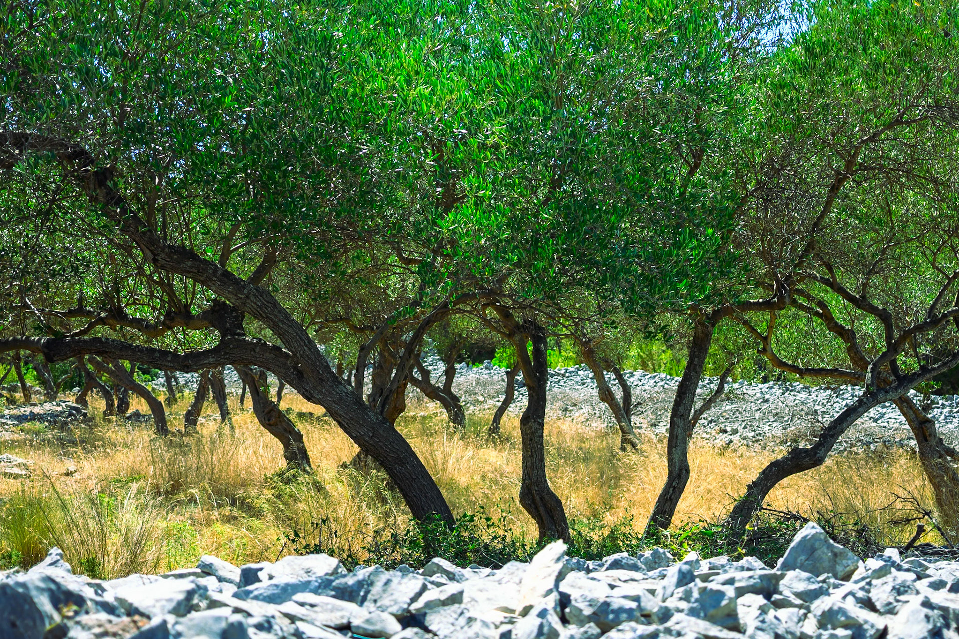 Olive trees