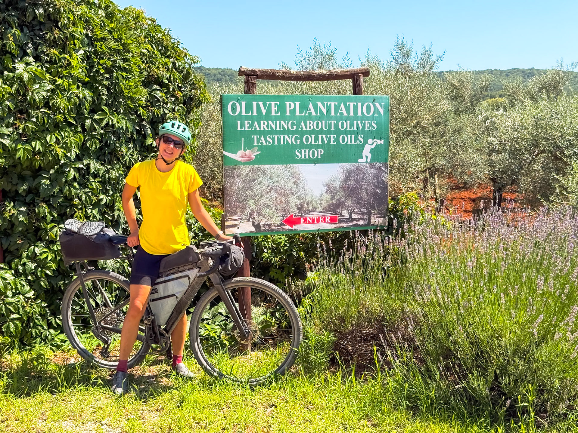Olive land