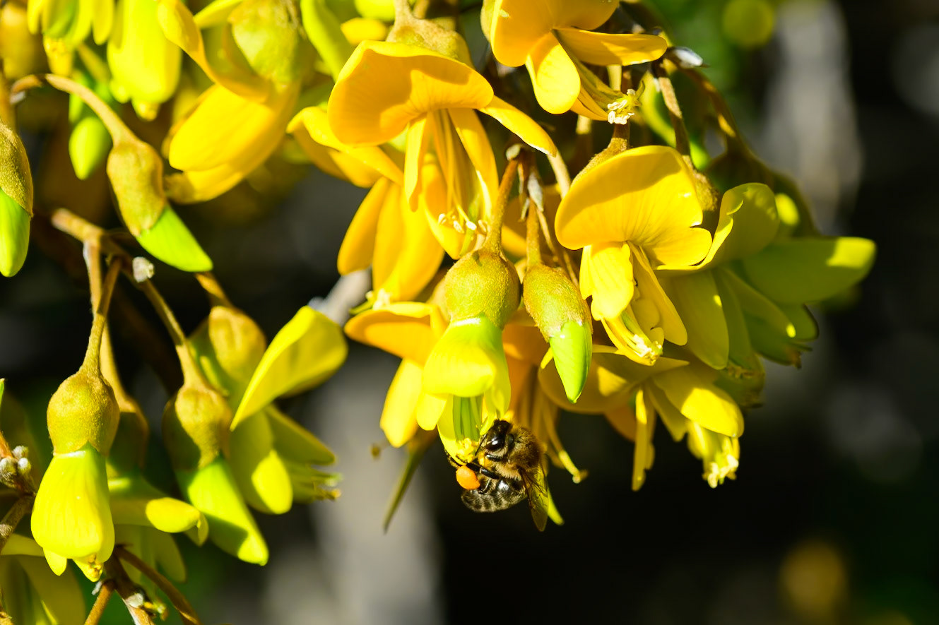 Bee polinating at 9000 ft.