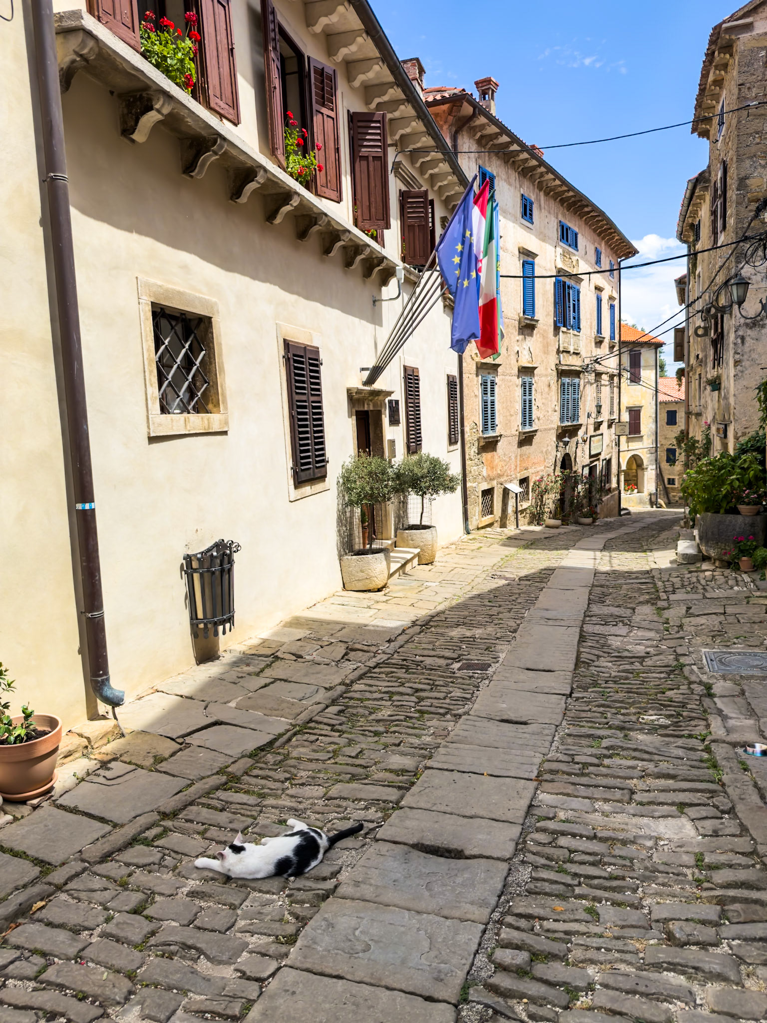 Town cat