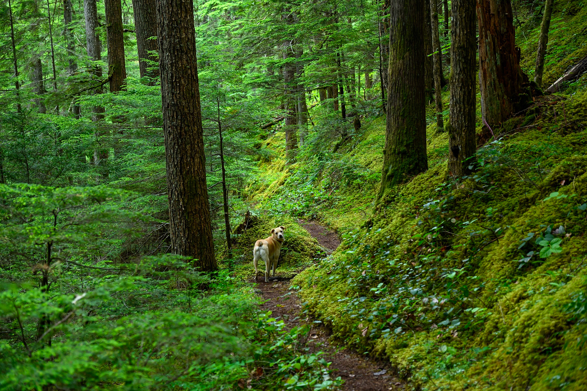 5. Donner's butt in the forest