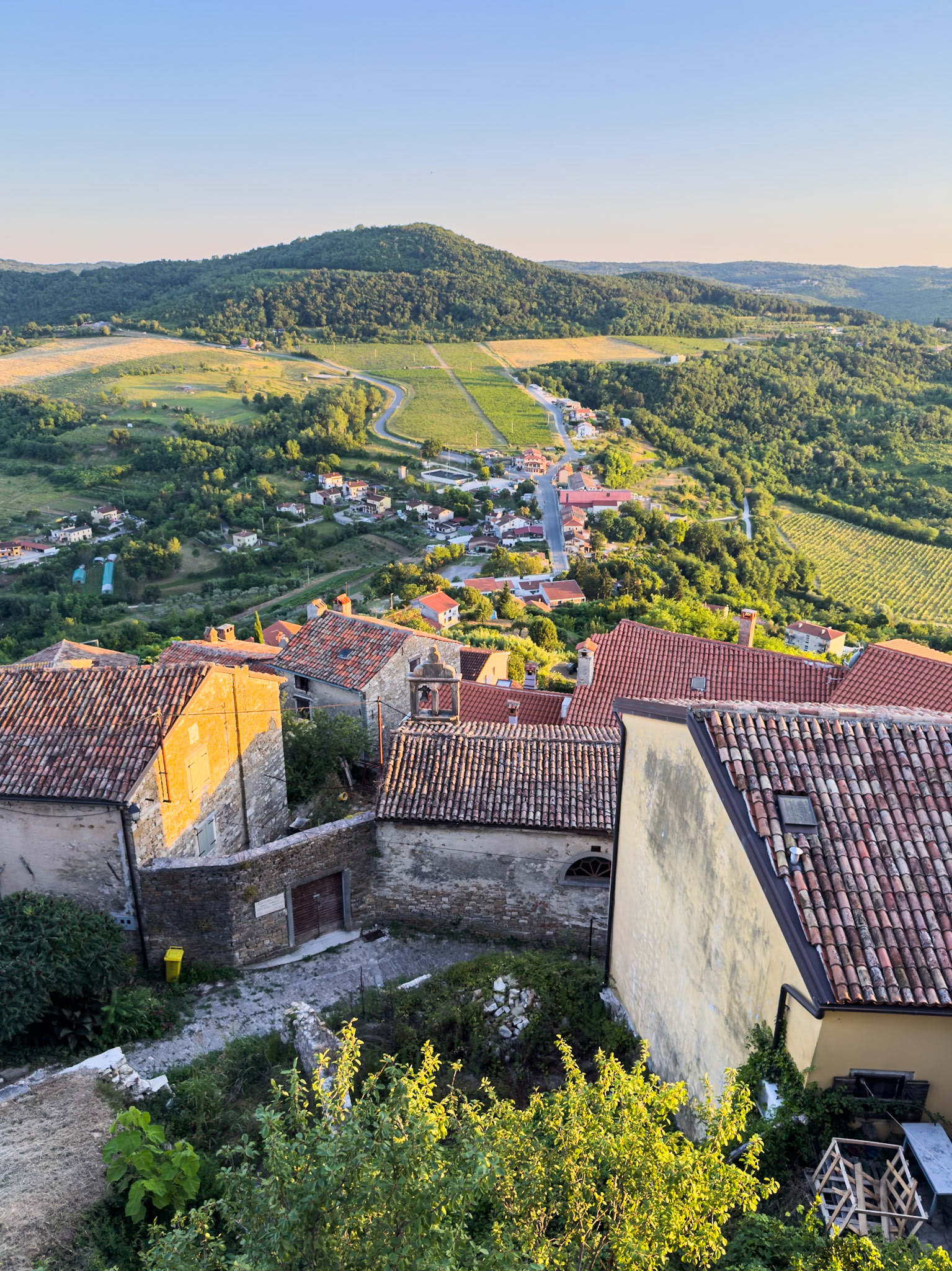 View of vineyards from Motovun