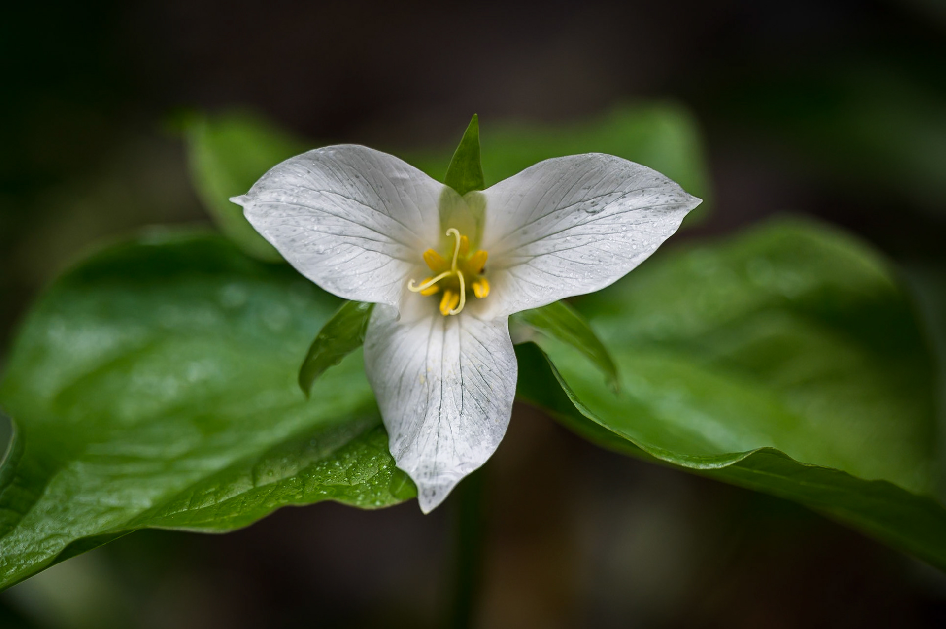 Trillium