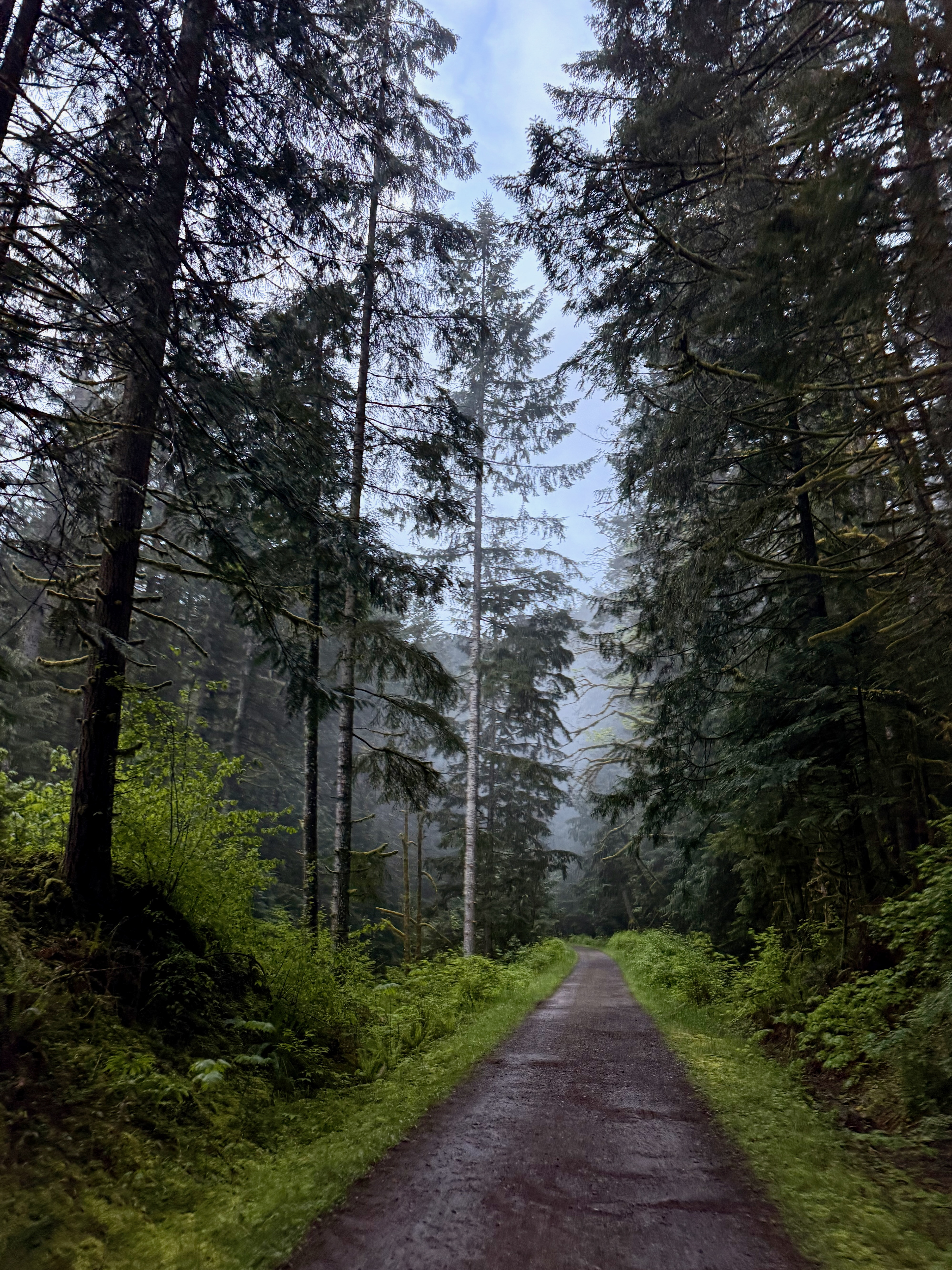 Iron Horse Trail getting towards North Bend