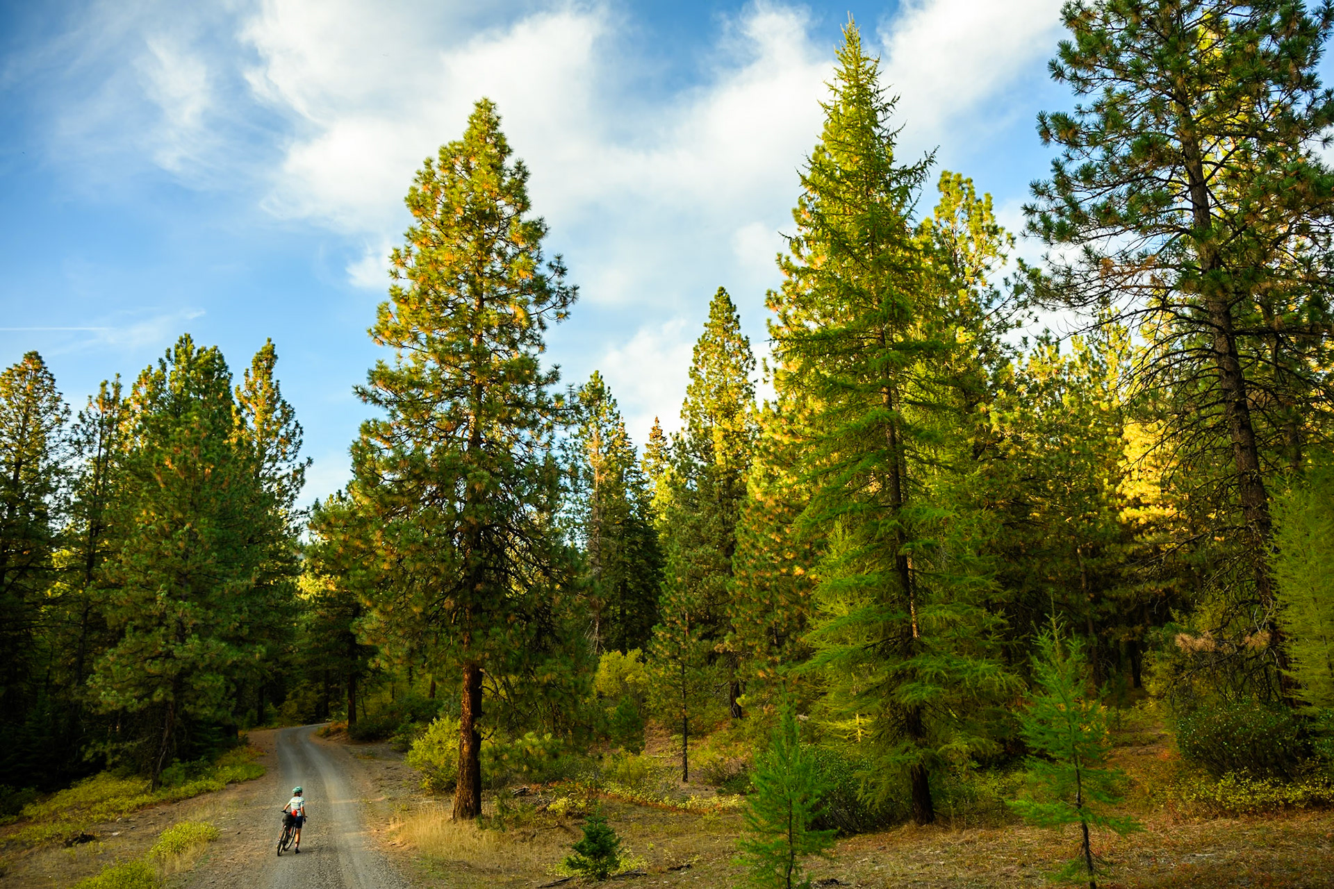 17. Golden Larches during bike-moon