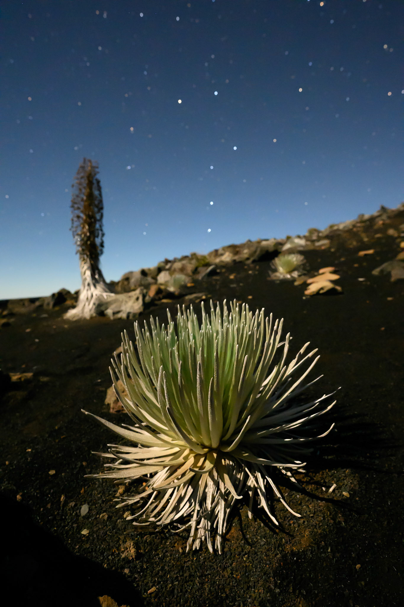 The Haleakala Silversword is critically endangered. They live to be 50-90 years old, and at the end of their lifespan, they bloom and release their seeds (background). 