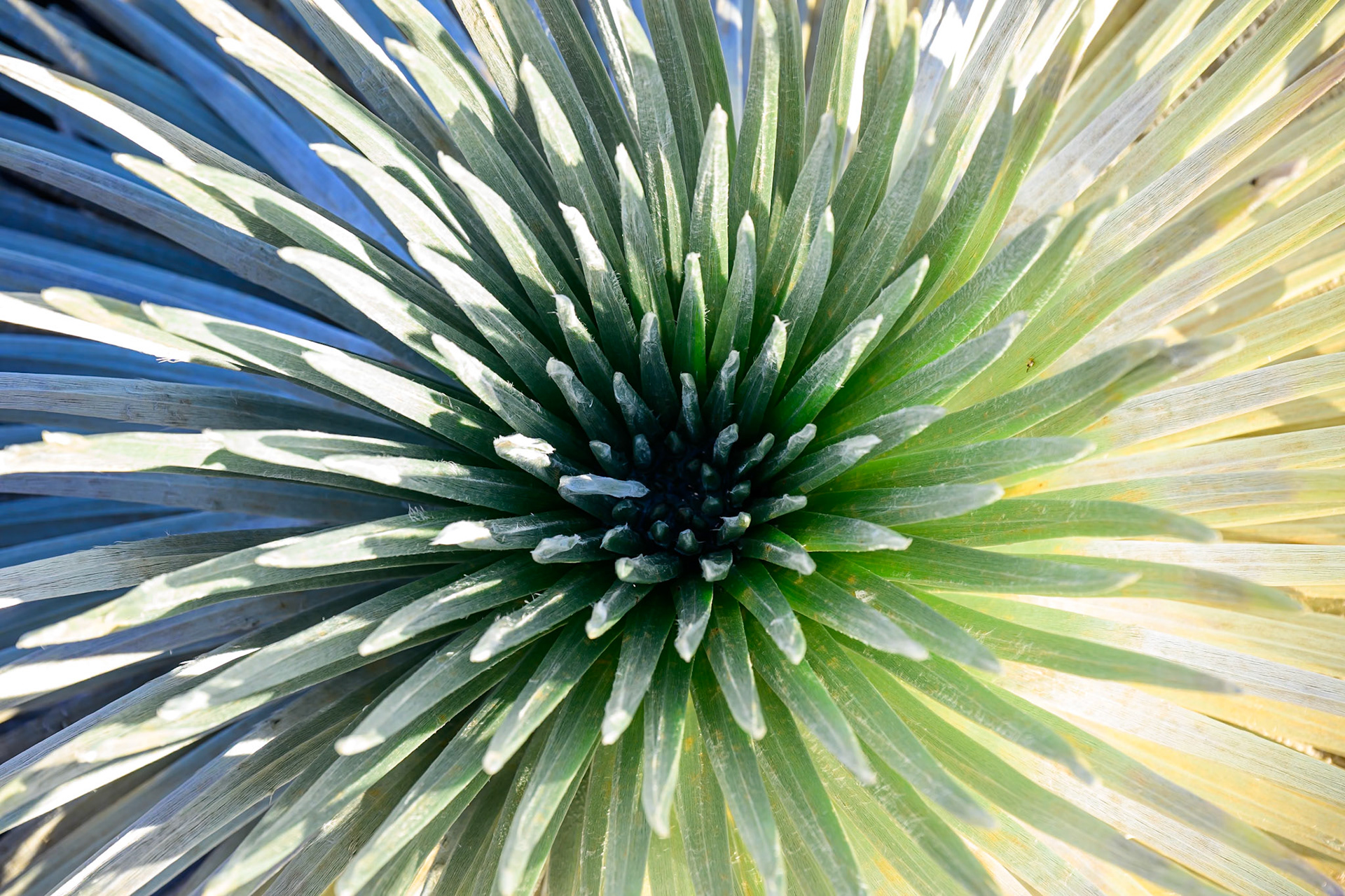 Sunrise hitting a Silversword.