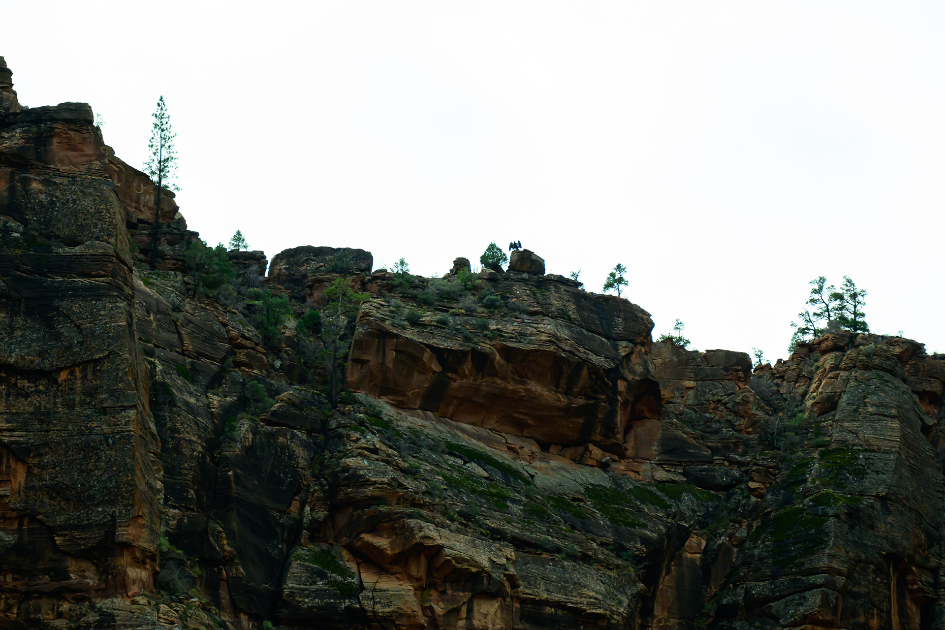 A California Condor spreading its wings.