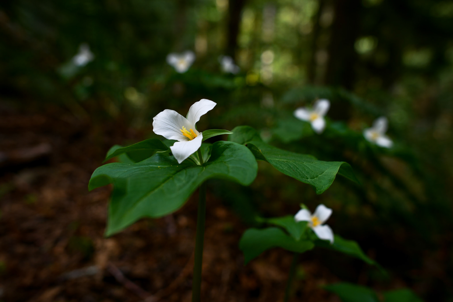 Trillions of trilliums