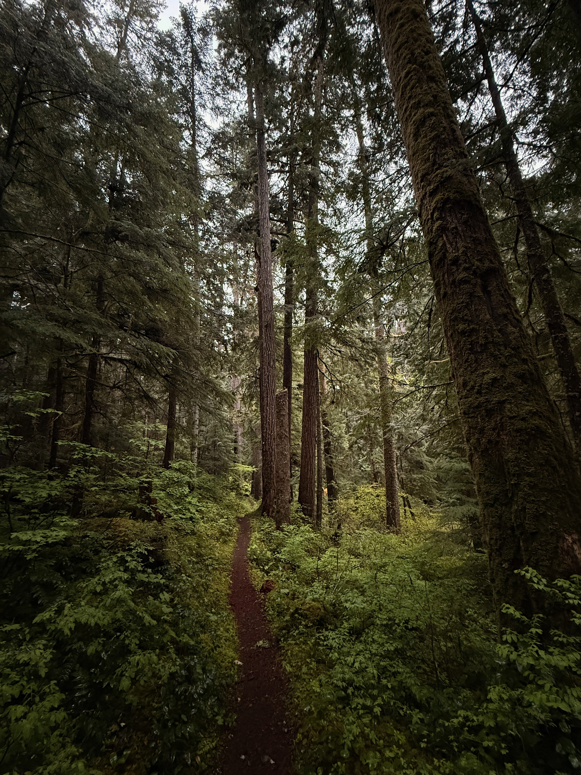 Lower Big Quilcene Trail