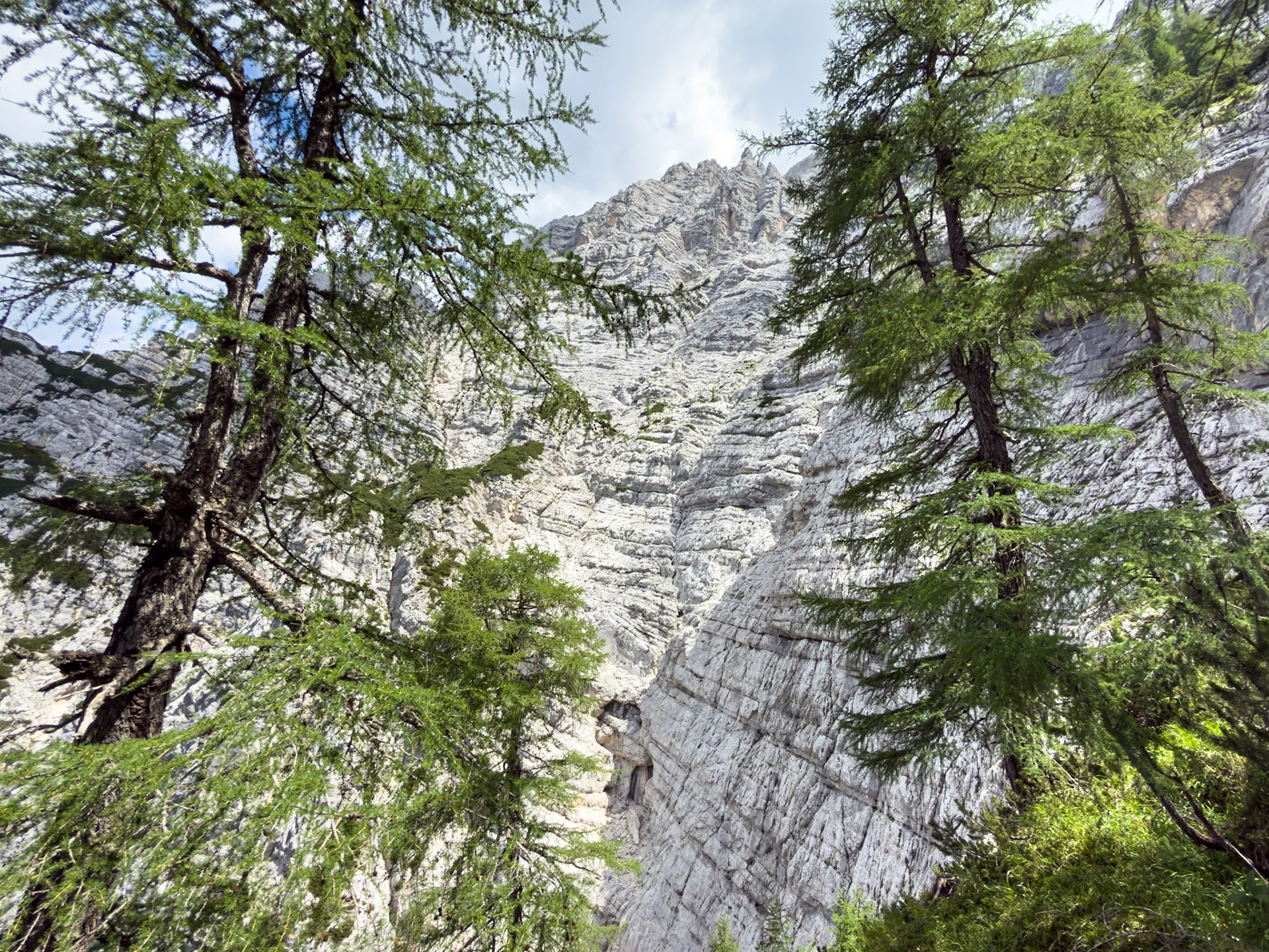 Larch trees