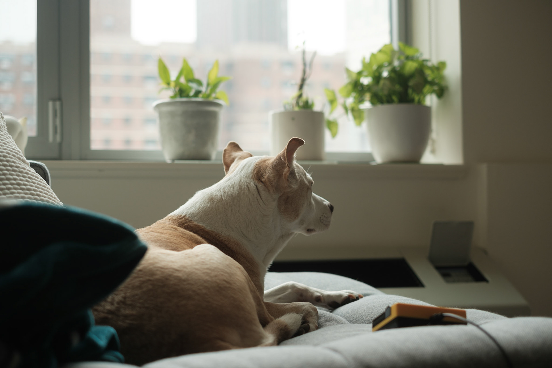 Lazy Dog Days