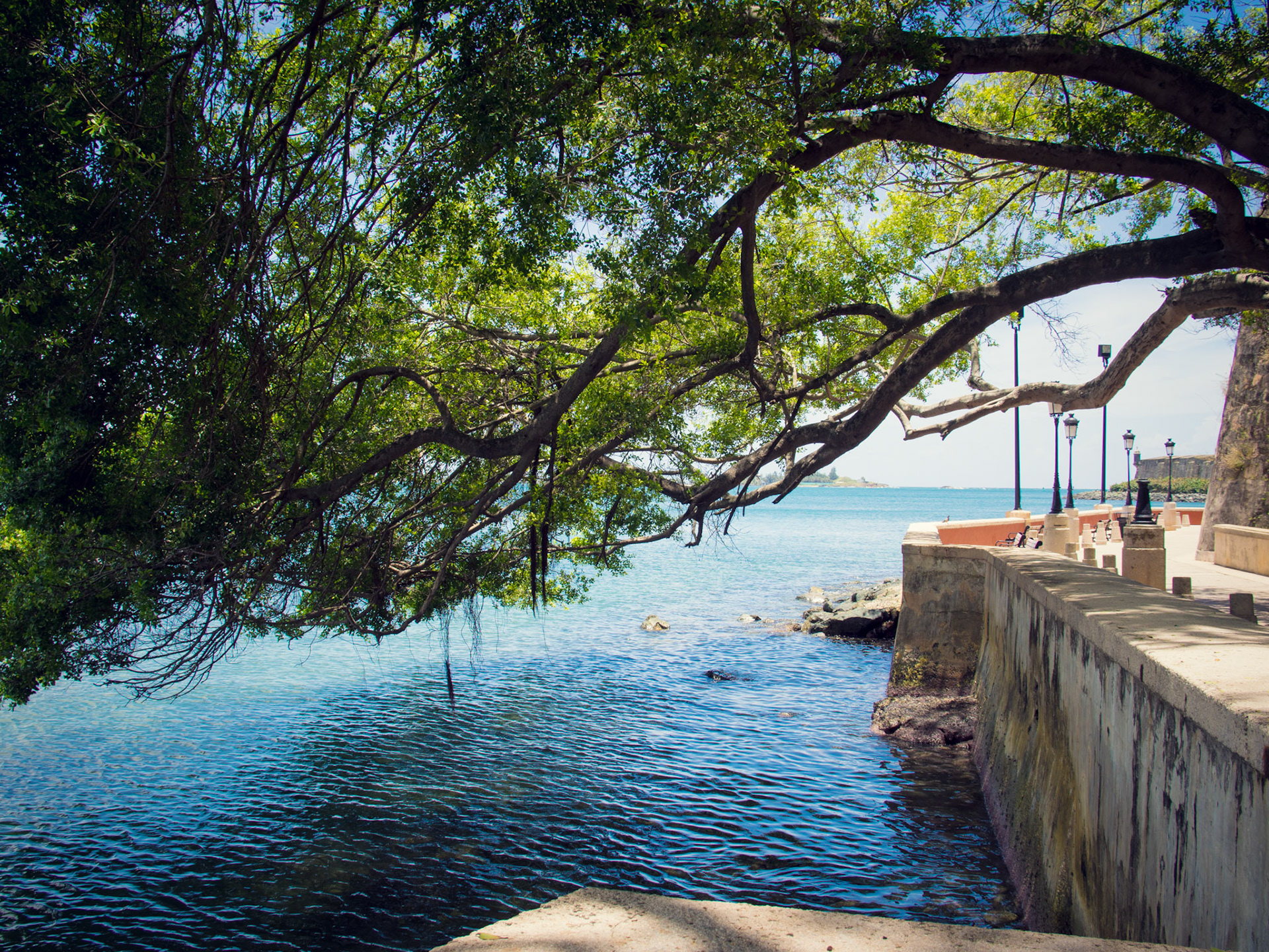 San Juan Bay Tree Overhang