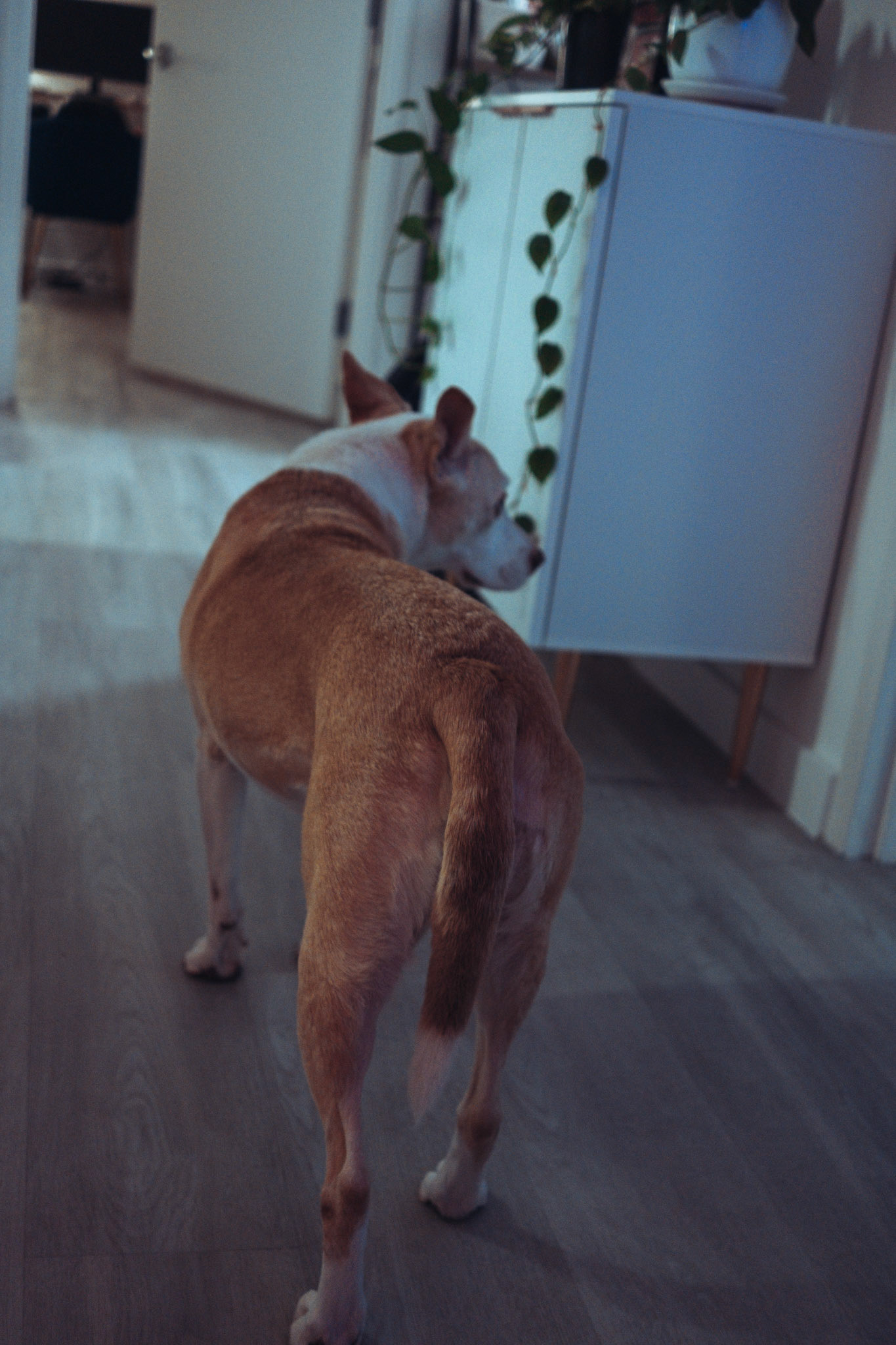 Dog Butt