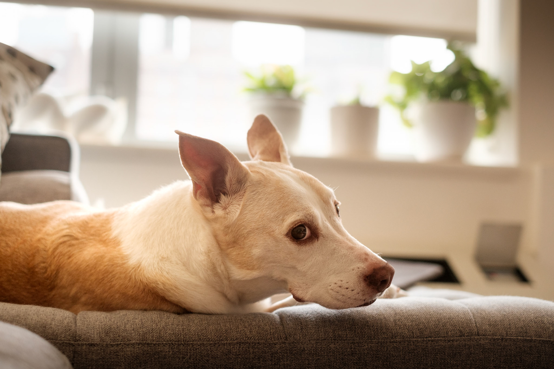 Lookin' a Little Sus