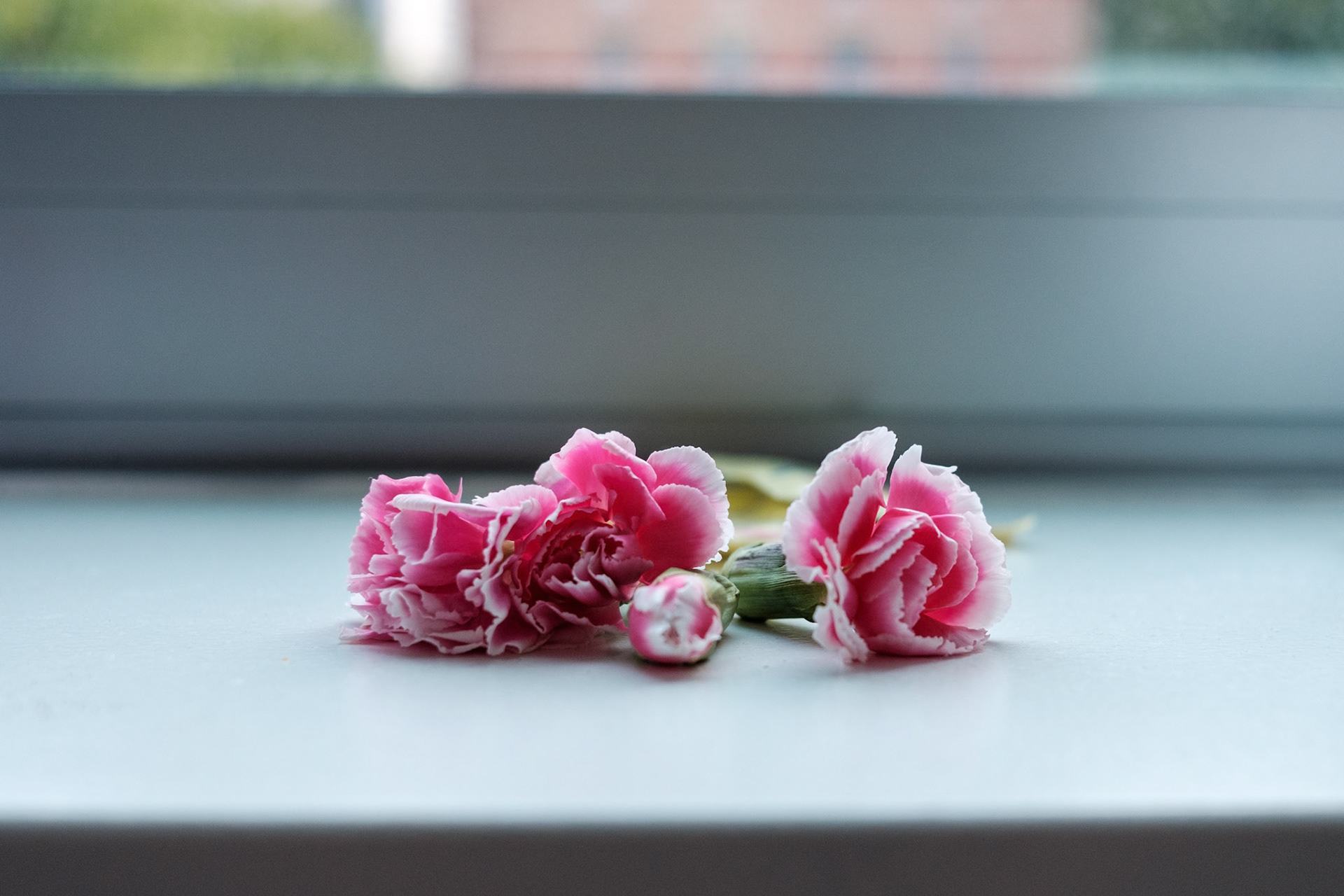 Window Sill Flowers
